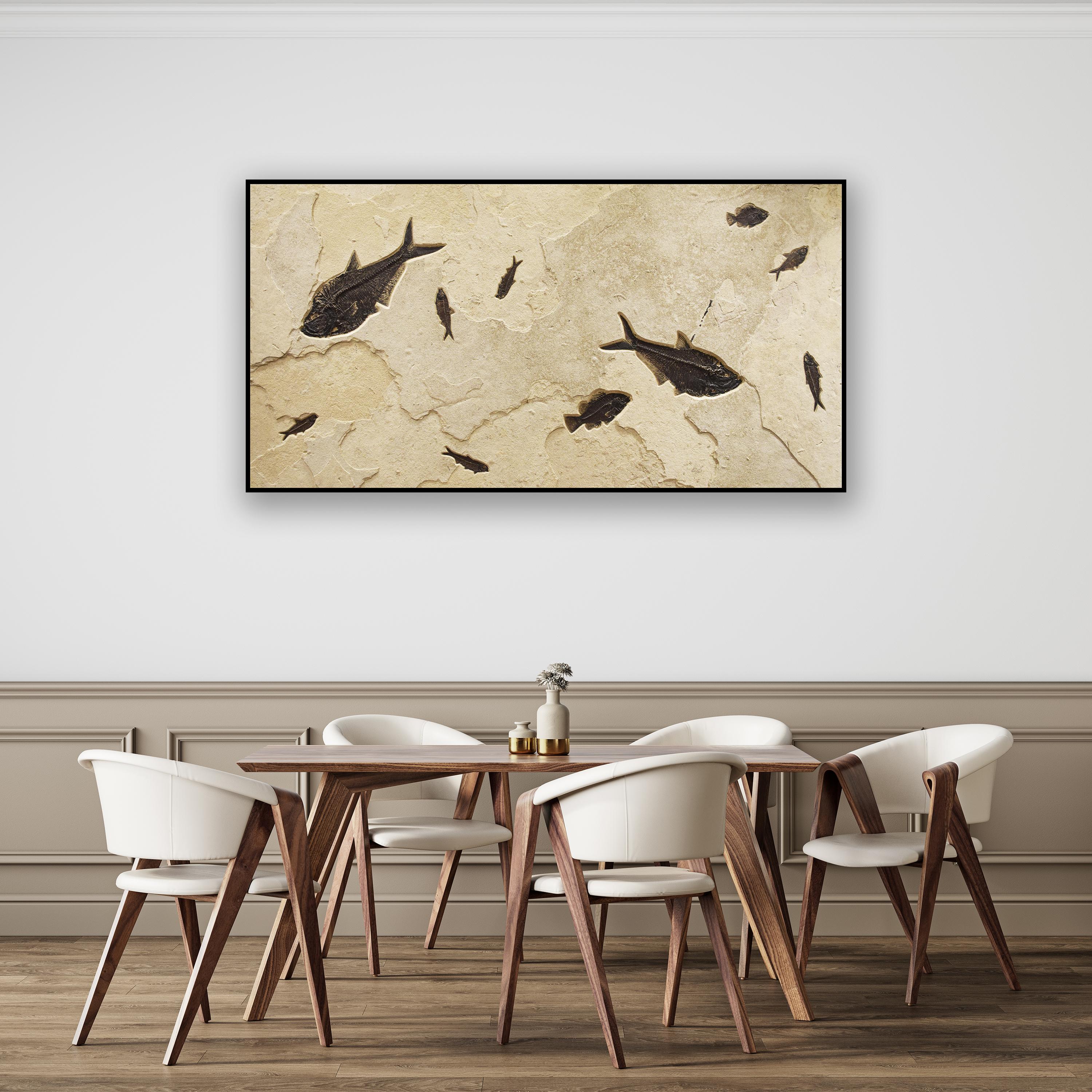 This beautiful piece of natural history makes an incredible statement and works beautifully with design styles ranging from traditional to modern. This sculptural mural features three Diplomystus dentatus, two Cockerellites liops (formerly known as