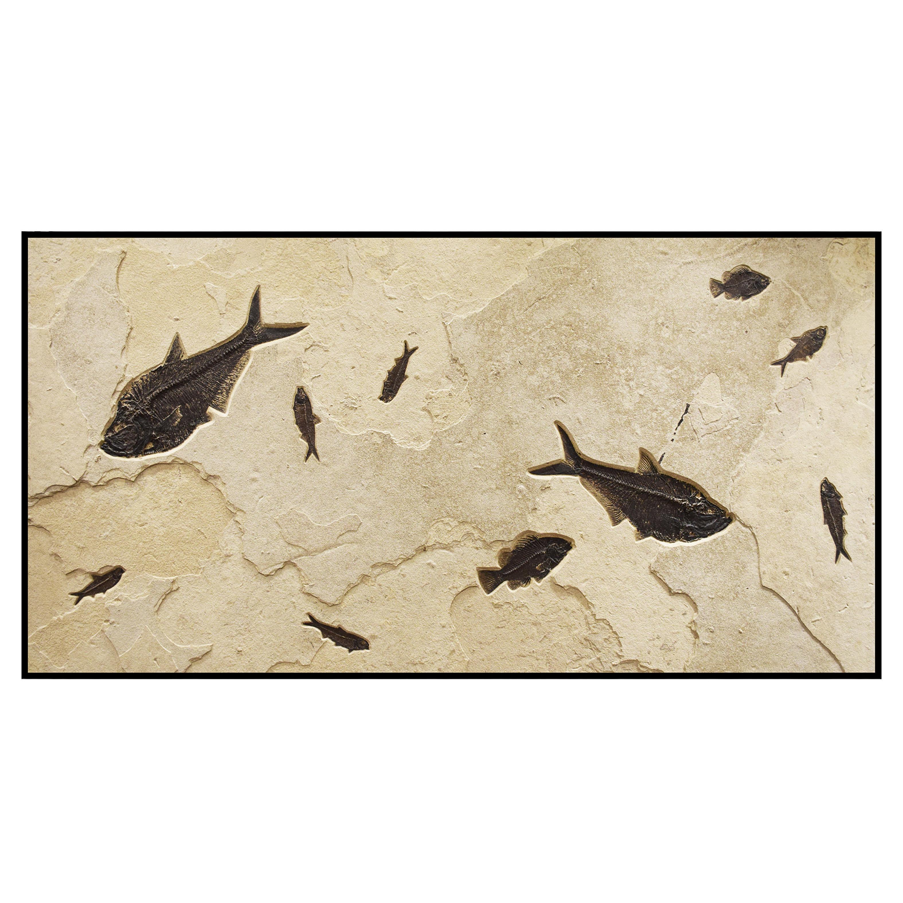 This beautiful piece of natural history makes an incredible statement and works beautifully with design styles ranging from traditional to modern. This mural features one Diplomystus dentatus and one Knightia eocaena. These natural fossil fish both