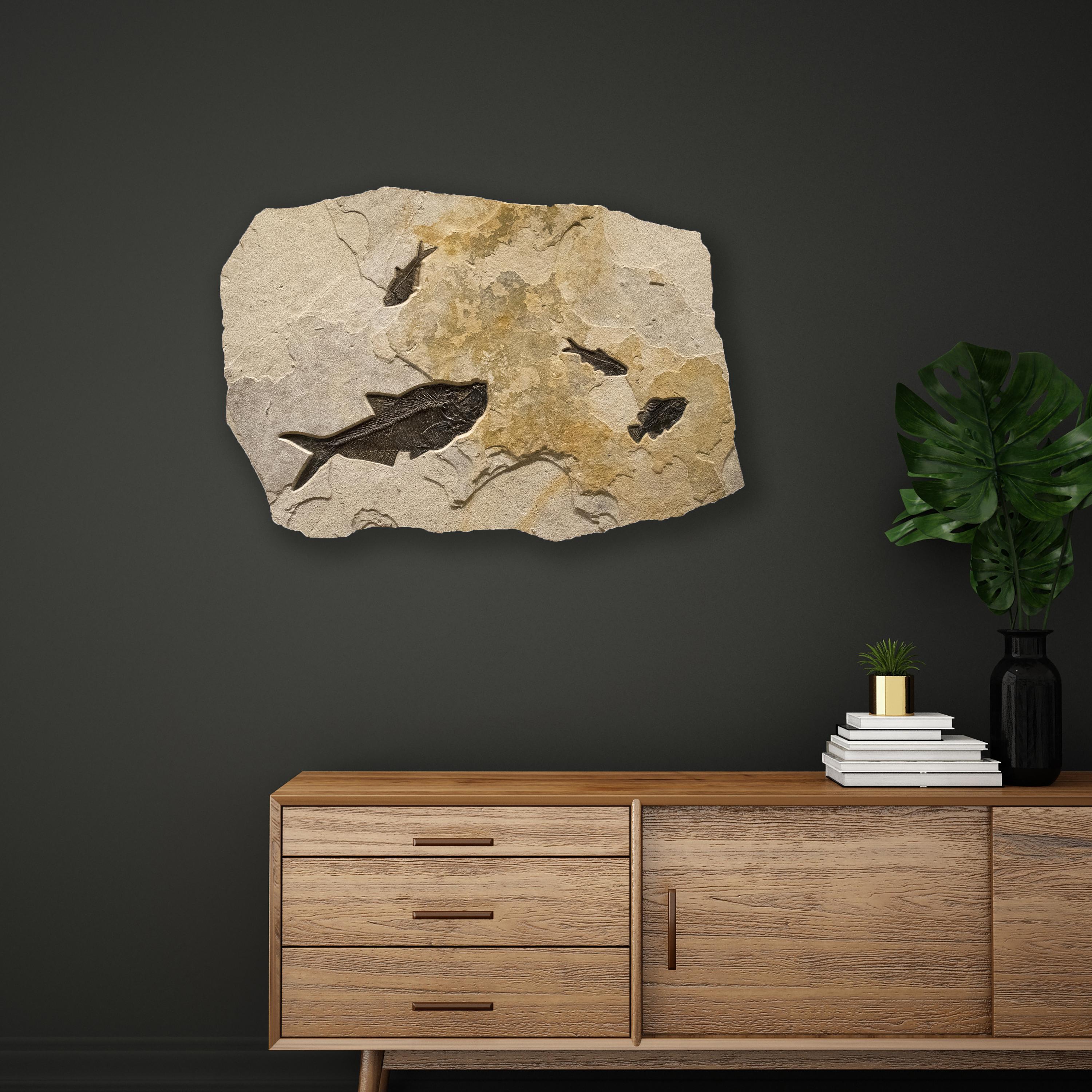 This elegant irregularly shaped fossil mural features two Diplomystus dentatus, a Cockerellites liops (formerly known as Priscacara), and a Knightia eocaena, all of which are Eocene era fossils dating back about 50 million years. These ancient fish