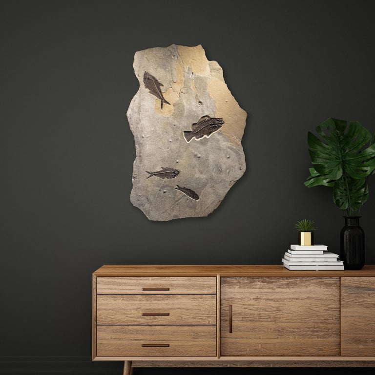 This elegant irregularly shaped fossil mural features a Cockerellites liops (formerly known as Priscacara), two Diplomystus dentatus, and a Knightia eocaena, all of which are Eocene era fossils dating back about 50 million years. These ancient fish