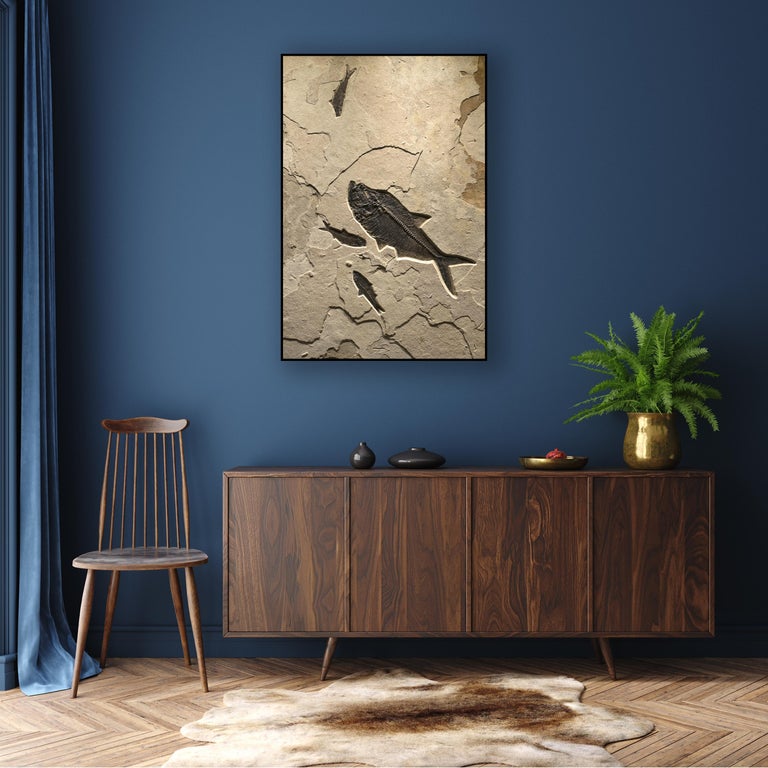 This exquisite fossil mural features a Diplomystus dentatus and three Knightia eocaena. These fish are all Eocene era fossils dating back about 50 million years. These ancient fish are forever preserved in a textured matrix of natural,