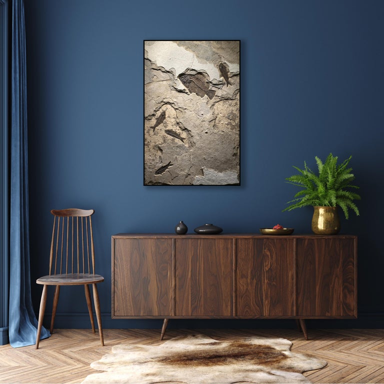 This exquisite fossil mural features a Cockerellites liops (formerly known as Priscacara), and four Knightia eocaena. These fish are all Eocene era fossils dating back about 50 million years. These ancient fish are forever preserved in a textured