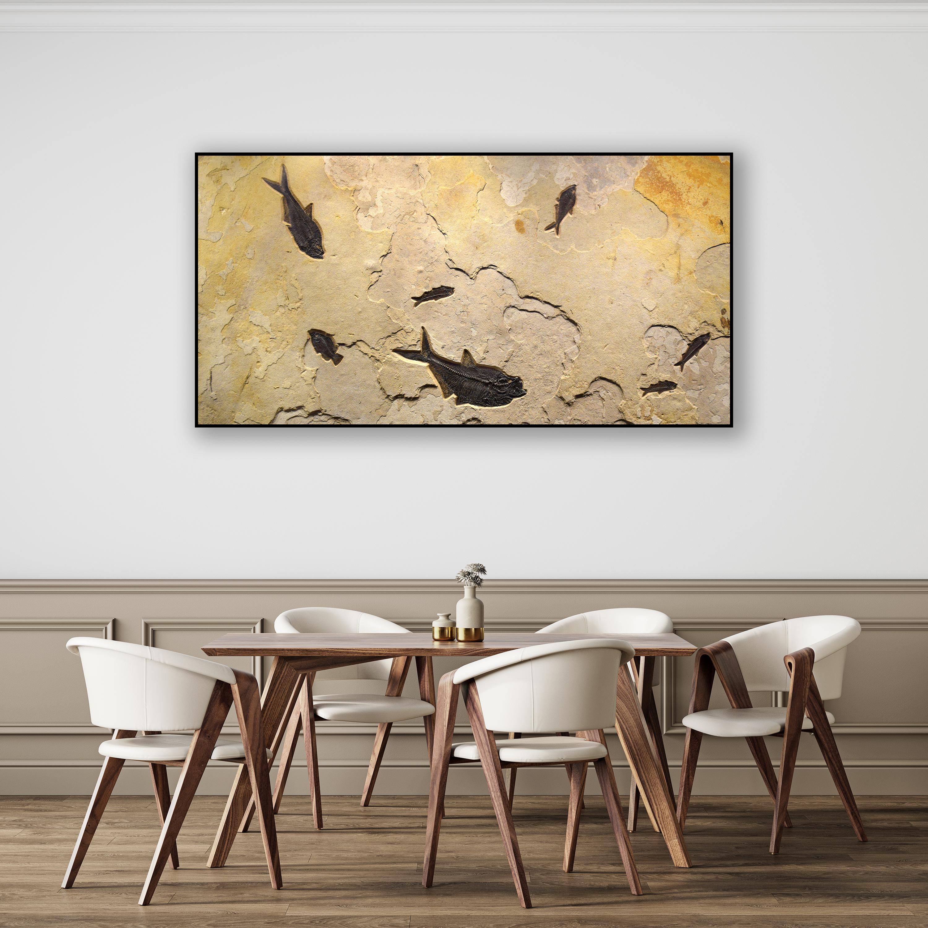 This exquisite and unique fossil mural features three Diplomystus dentatus, a Cockerellites liops (formerly known as Priscacara), and three Knightia eocaena. These fish are all Eocene era fossils dating back about 50 million years. These ancient