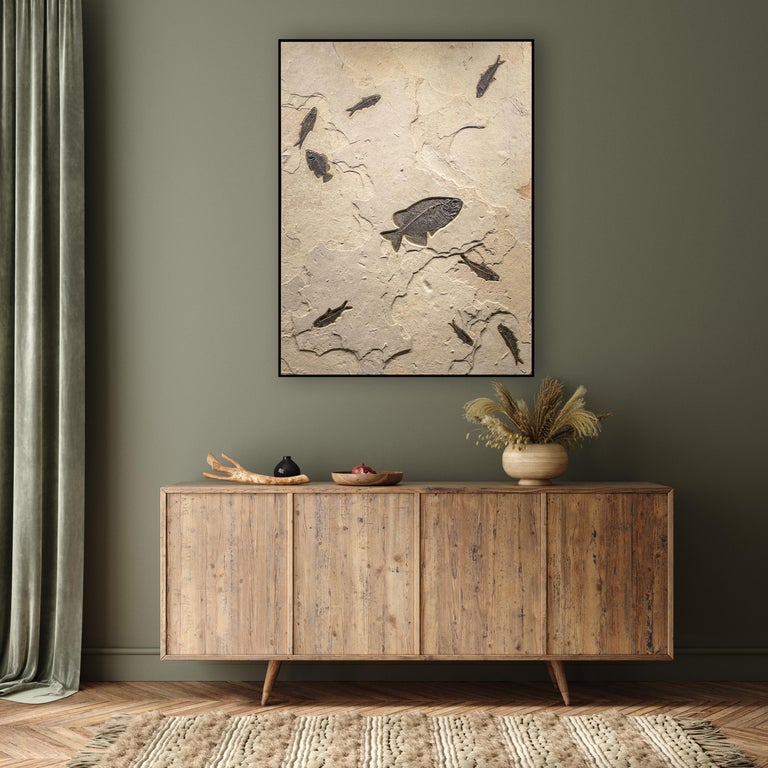 This exquisite fossil mural features a Phareodus testis, a Cockerellites liops (formerly known as Priscacara), and seven Knightia eocaena. These fish are all Eocene era fossils dating back about 50 million years. These ancient fish are forever