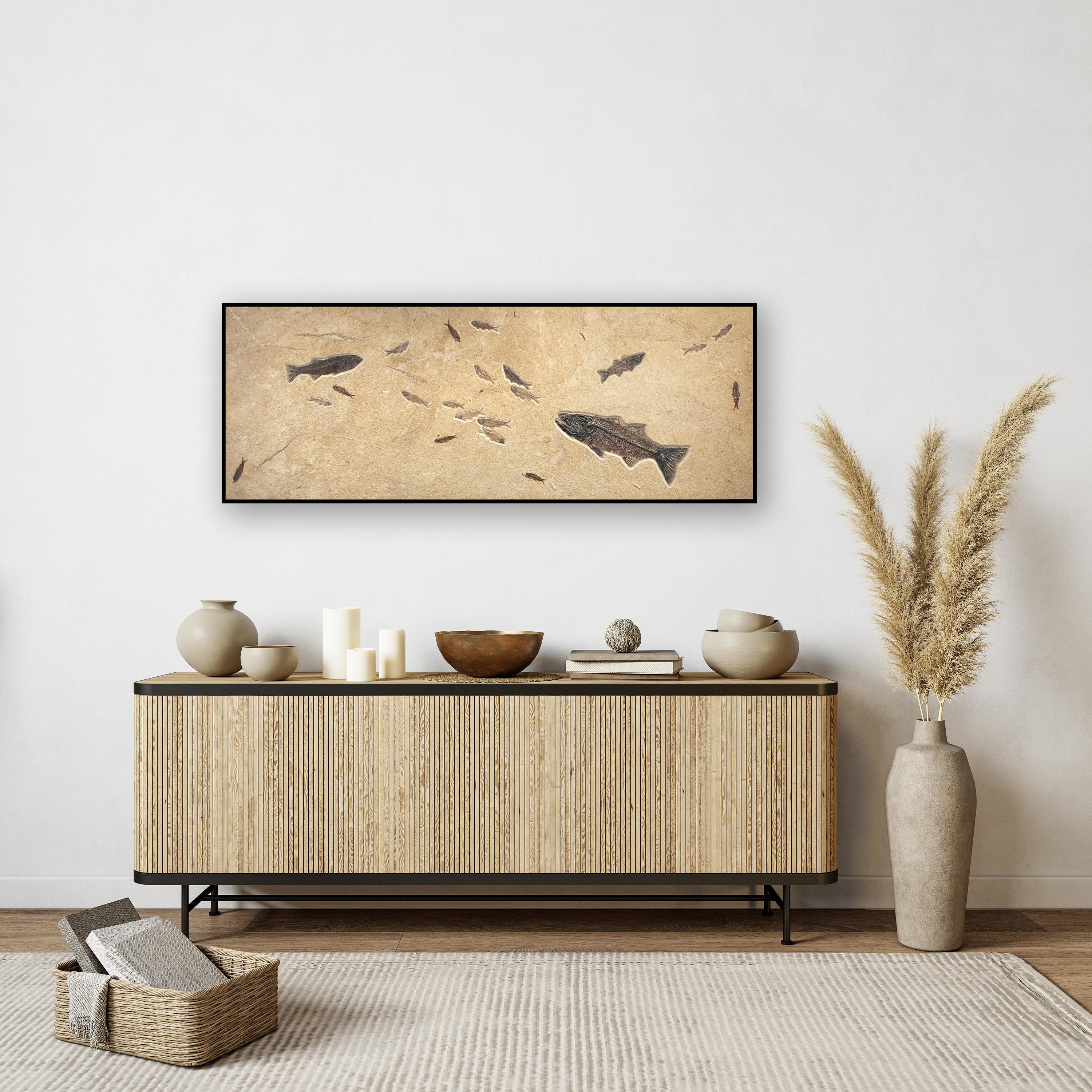 This exquisite and unique fossil mural features three Mioplosus labracoides and nineteen Knightia eocaena. These fish are all Eocene era fossils dating back about 50 million years. This sculptural fossil mural also features beautifully preserved