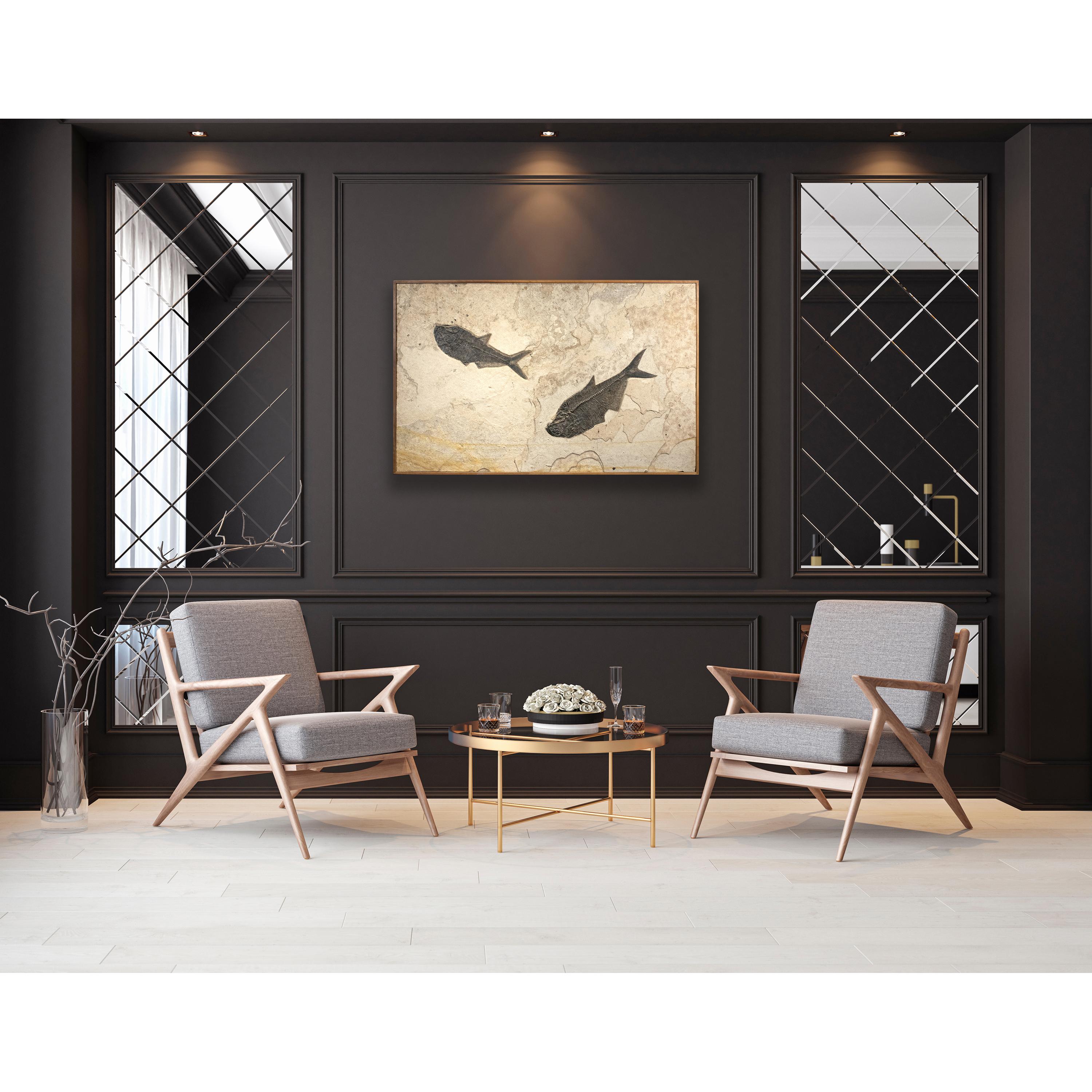 This exquisite fossil mural features two Diplomystus dentatus; these fish are Eocene era fossils dating back about 50 million years. These ancient fish are forever preserved in a sculptural matrix of natural, fossil-bearing limestone. This dramatic