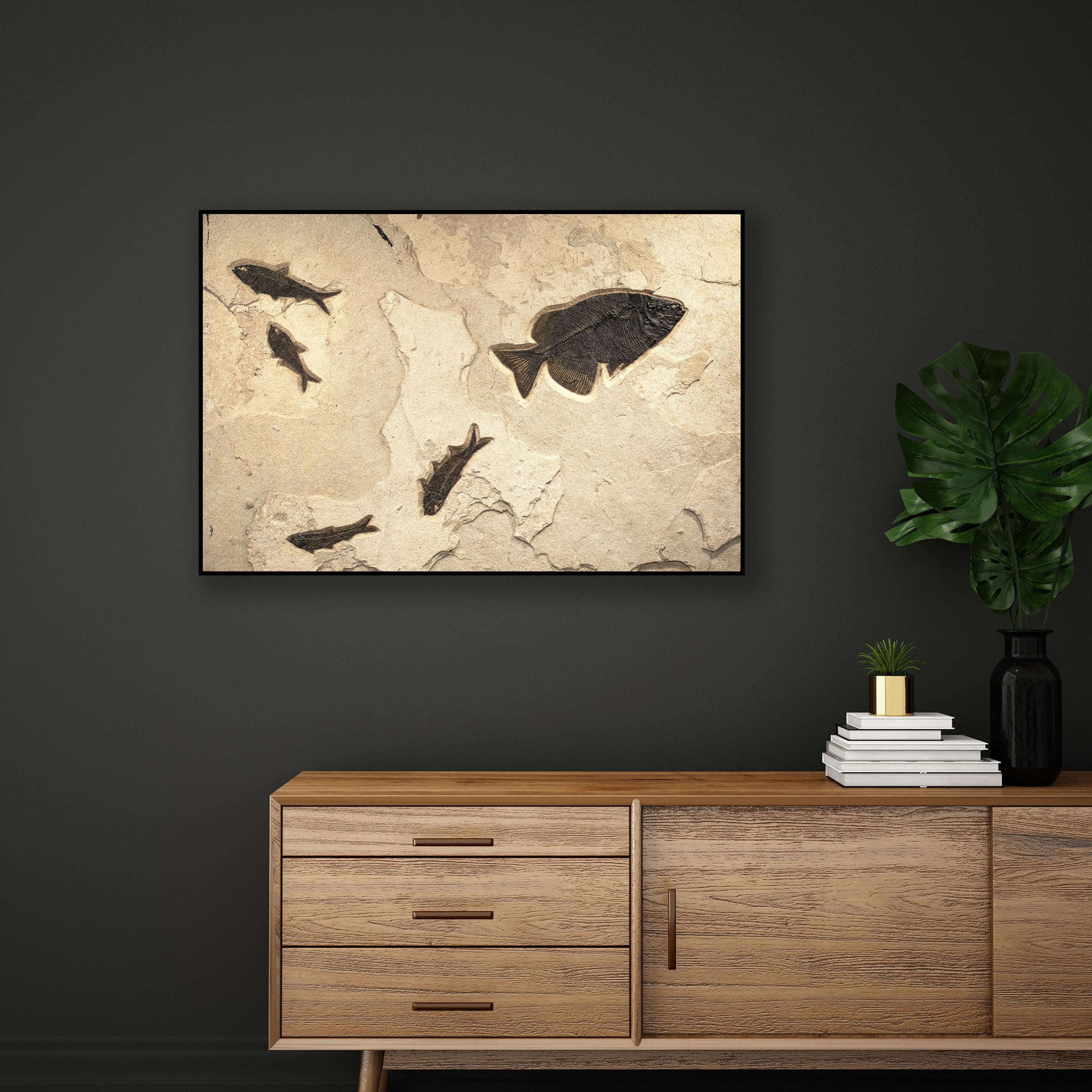 This exquisite fossil mural features a Phareodus testis, a Diplomystus dentatus, and three Knightia eocaena. These fish are all Eocene era fossils dating back about 50 million years. These ancient fish are forever preserved in a textured matrix of