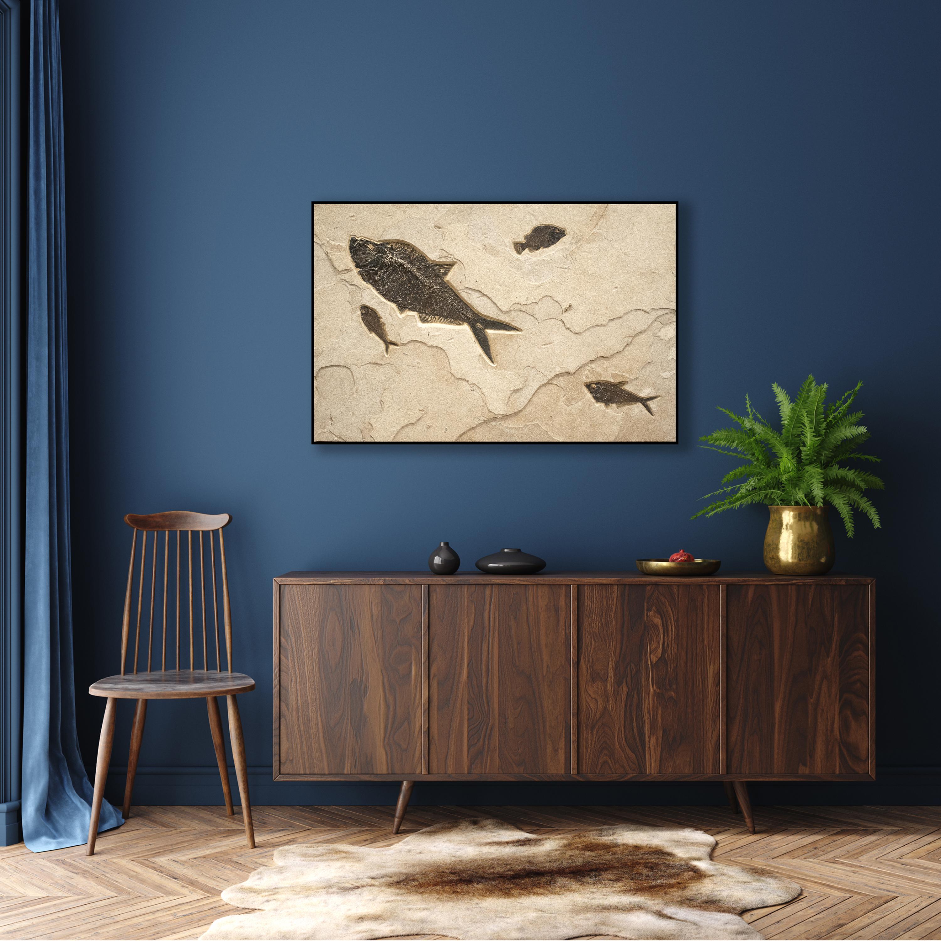 This exquisite fossil mural features three Diplomystus dentatus and a Cockerellites liops (formerly known as Priscacara). These fish are all Eocene era fossils dating back about 50 million years. These ancient fish are forever preserved in a