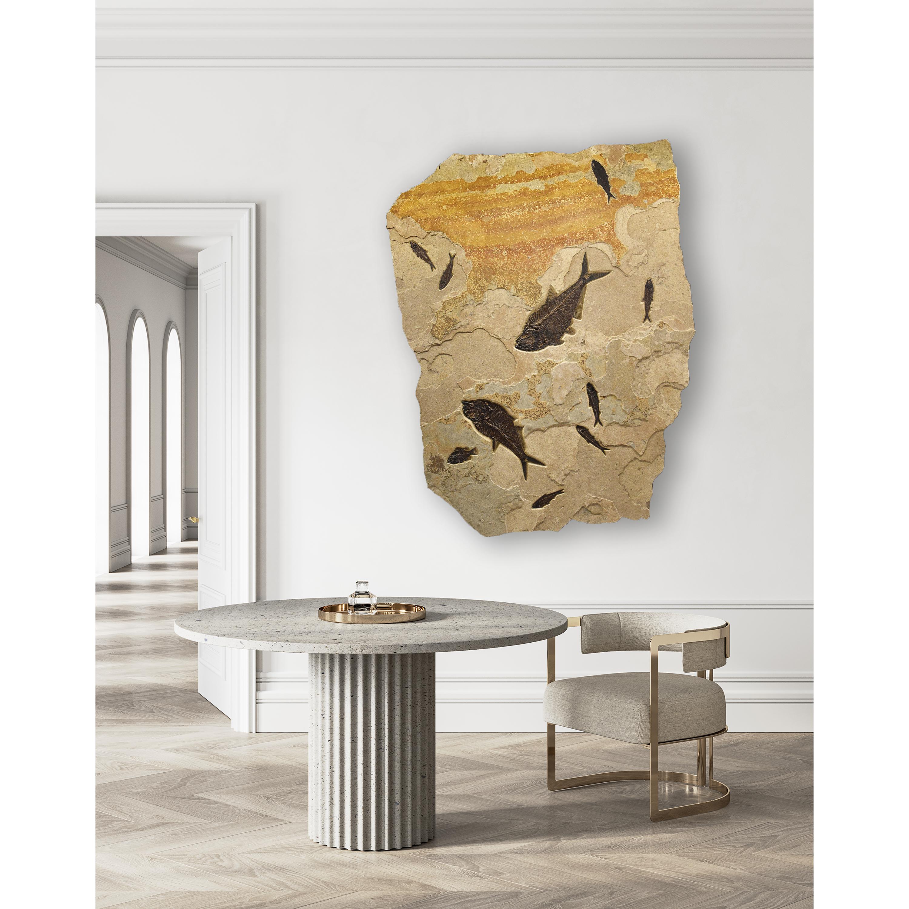 This unique fossil mural features two Diplomystus dentatus, a Cockerellites liops (formerly known as Priscacara), and seven Knightia eocaena; these fish are all Eocene era fossils dating back about 50 million years. These ancient fish are forever