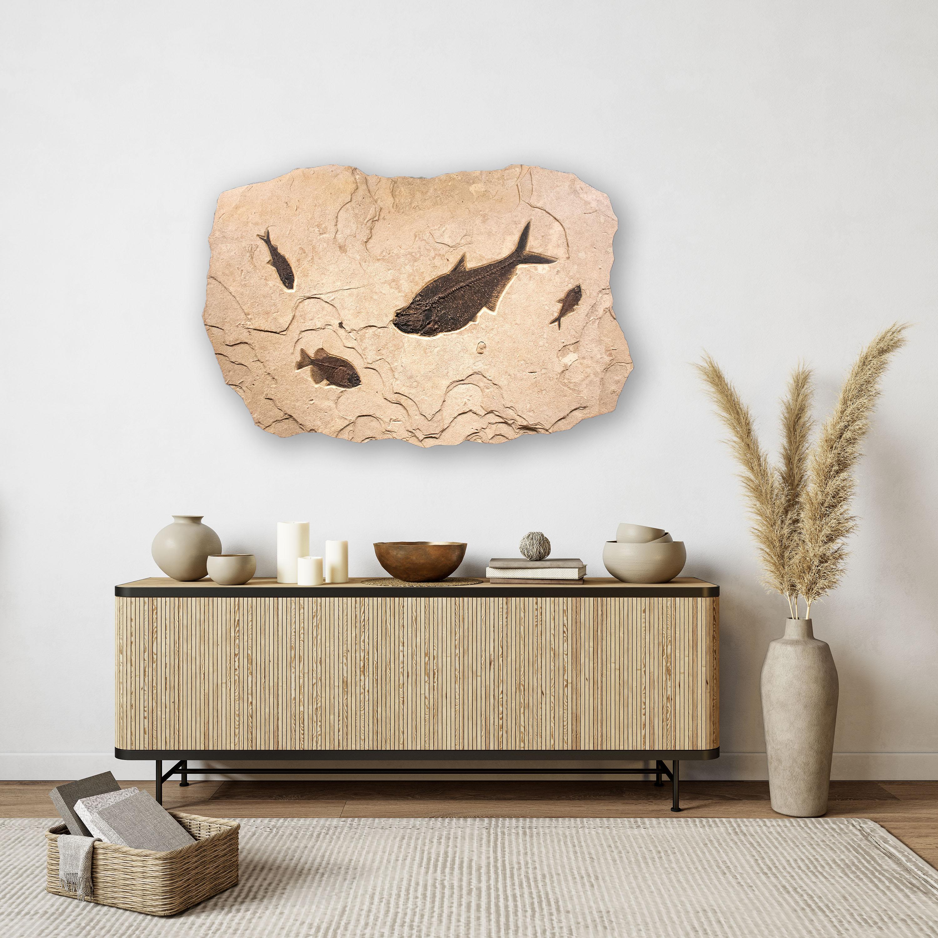 This sculptural fossil mural features two Diplomystus dentatus, a Phareodus testis, and a Knightia eocaena; these fish are all Eocene era fossils dating back about 50 million years. These ancient fish are forever preserved in a textured matrix of