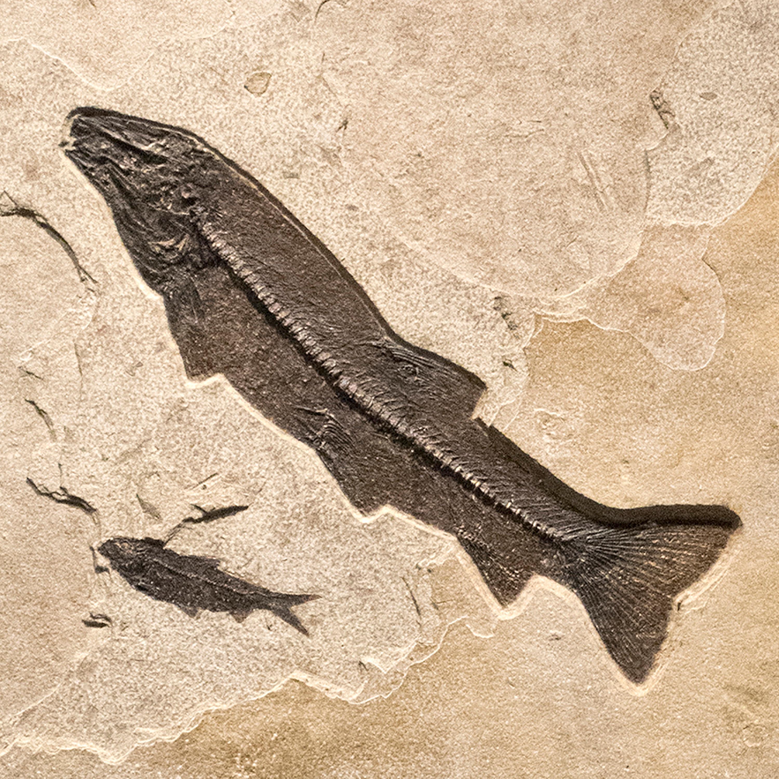 American 50 Million Year Old Eocene Era Fossil Fish Mural in Stone, from Wyoming