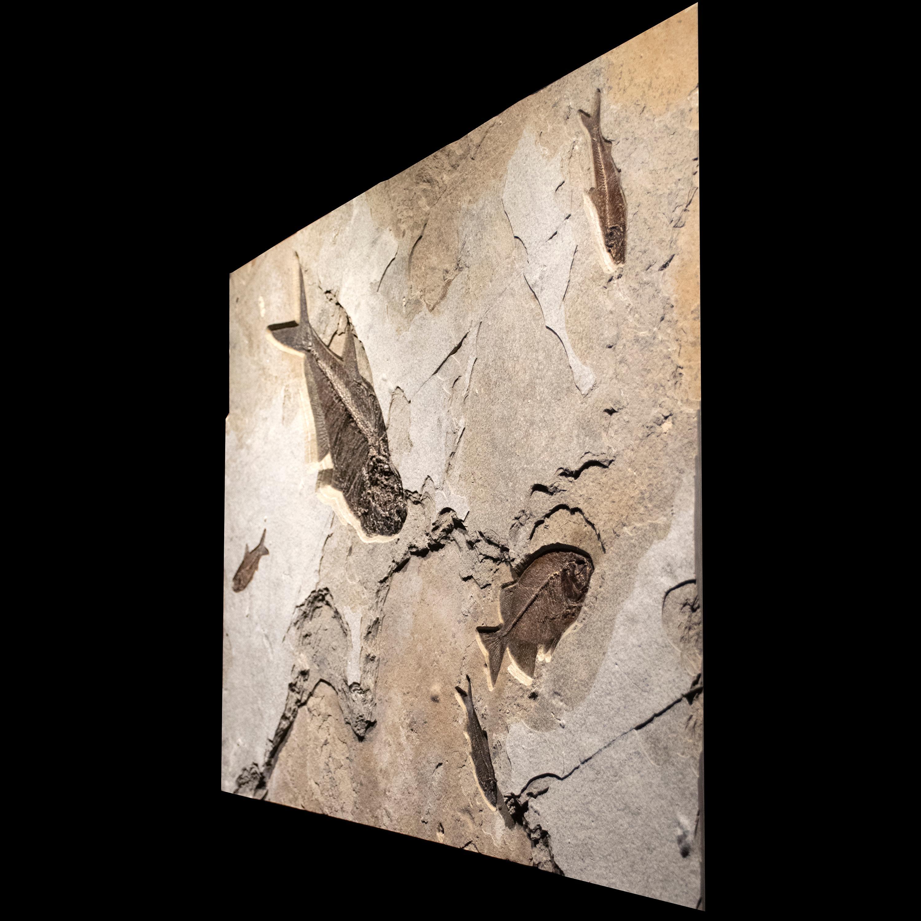 American 50 Million Year Old Eocene Era Fossil Fish Mural in Stone, from Wyoming