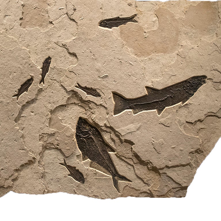 American 50 Million Year Old Eocene Era Fossil Fish Mural in Stone, from Wyoming For Sale