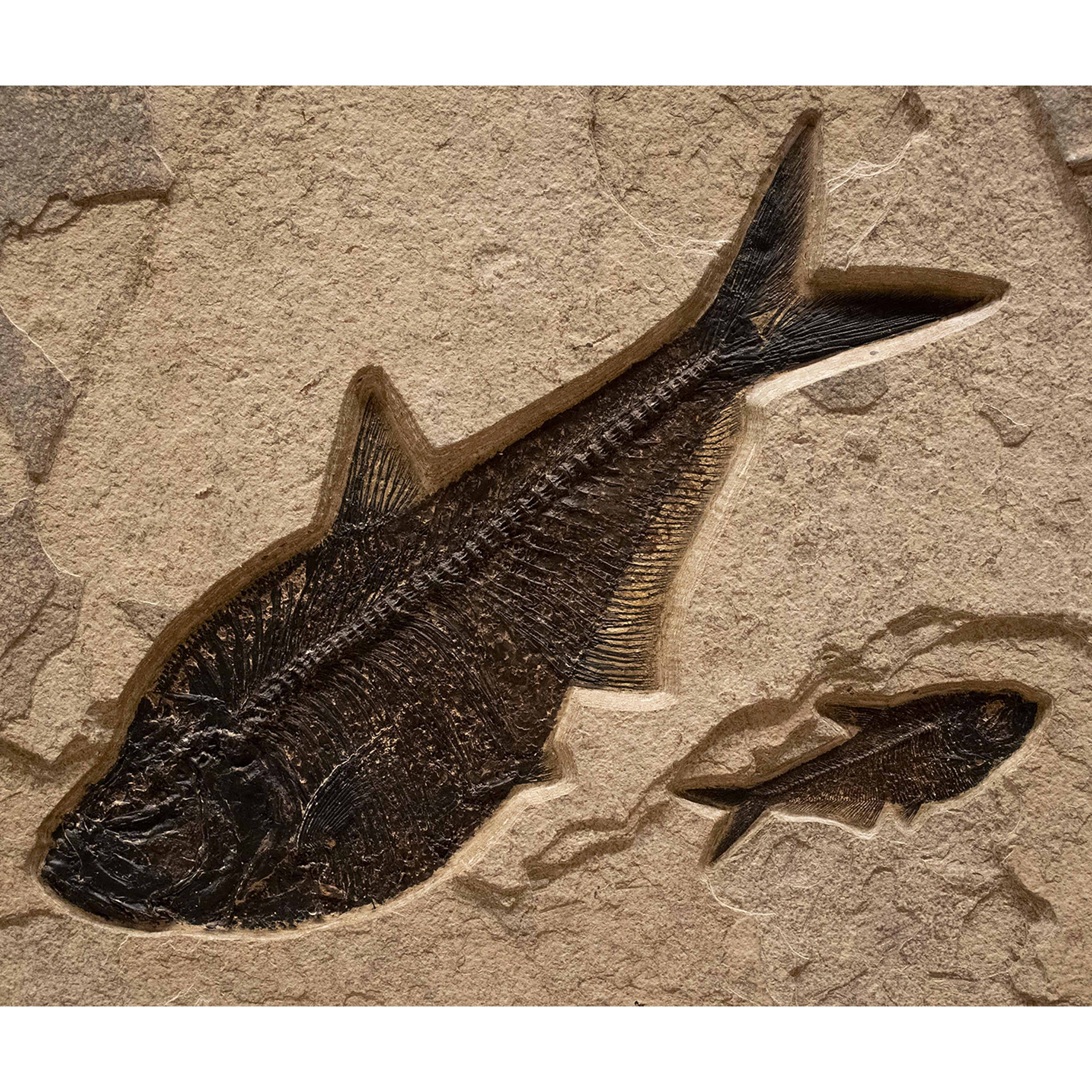 American 50 Million Year Old Eocene Era Fossil Fish Mural in Stone, from Wyoming