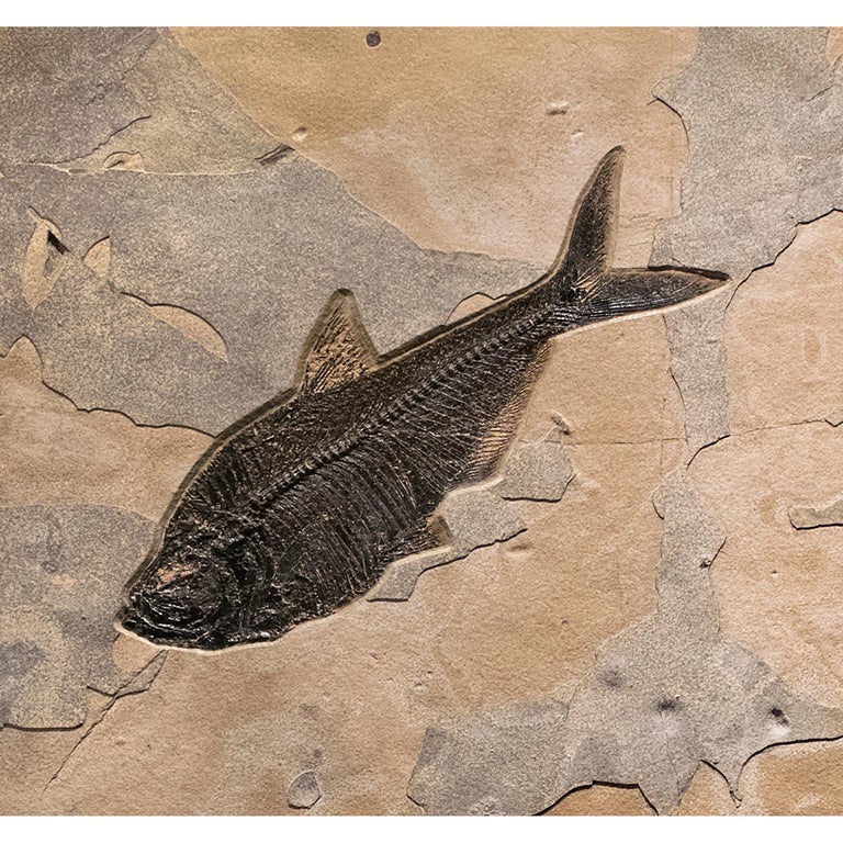 American 50 Million Year Old Eocene Era Fossil Fish Mural in Stone, from Wyoming For Sale