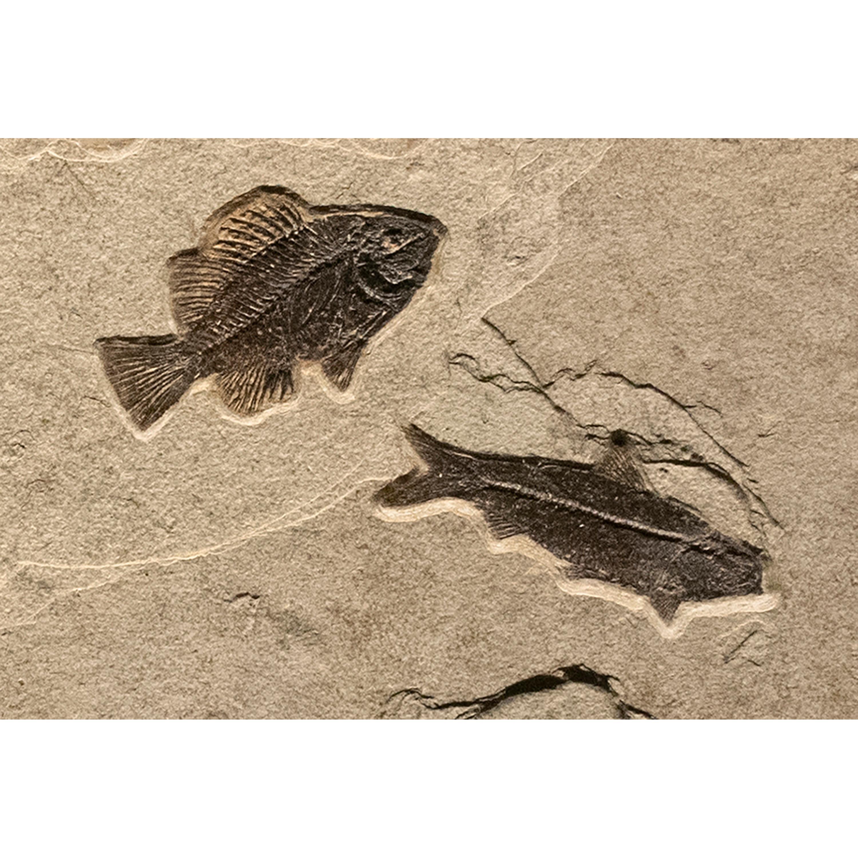 American 50 Million Year Old Eocene Era Fossil Fish Mural in Stone, from Wyoming