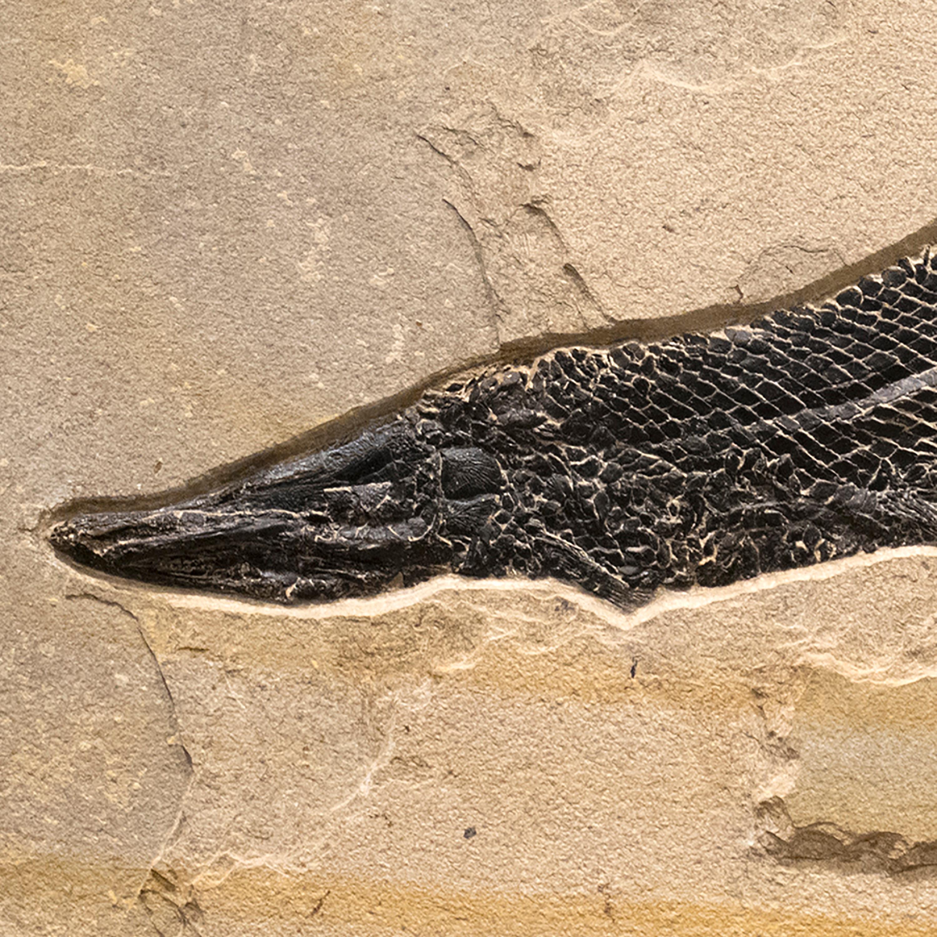American 50 Million Year Old Eocene Era Fossil Fish Mural in Stone, from Wyoming