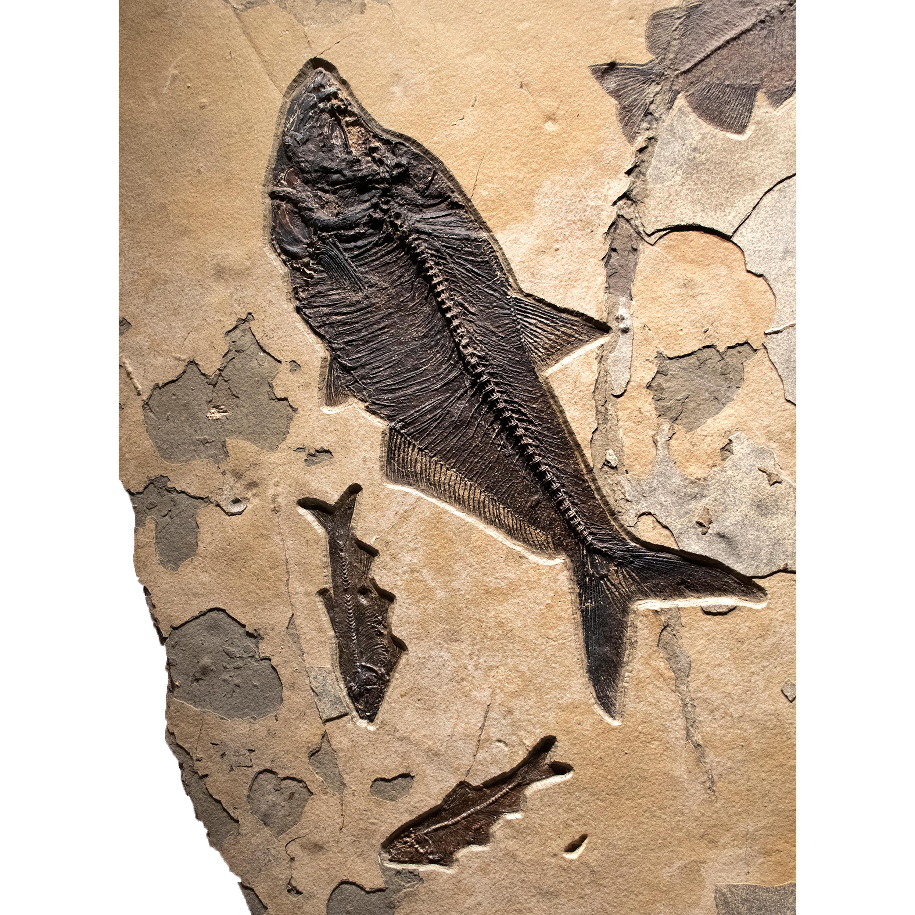 American 50 Million Year Old Eocene Era Fossil Fish Mural in Stone, from Wyoming For Sale