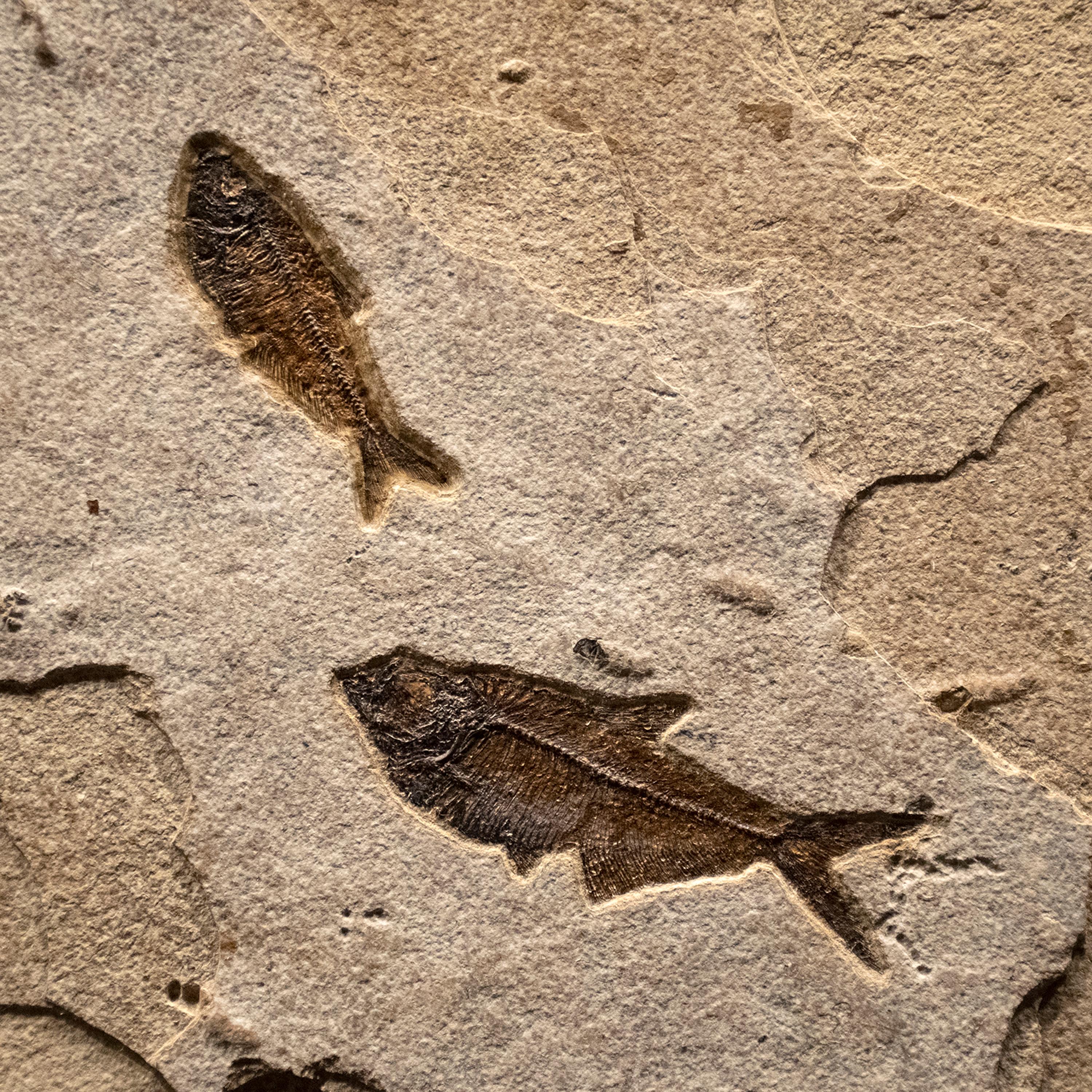 American 50 Million Year Old Eocene Era Fossil Fish Mural in Stone, from Wyoming