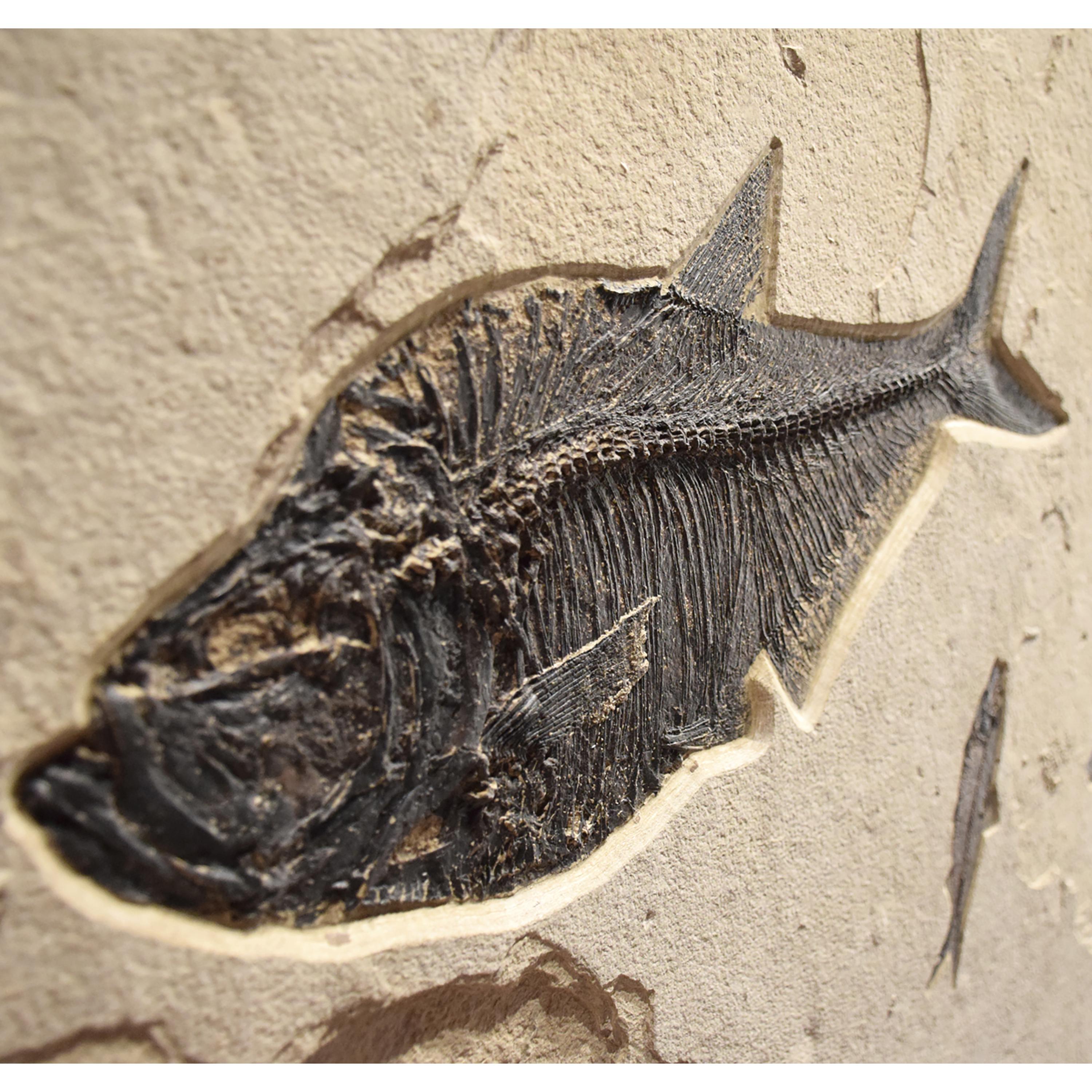 fossil mural