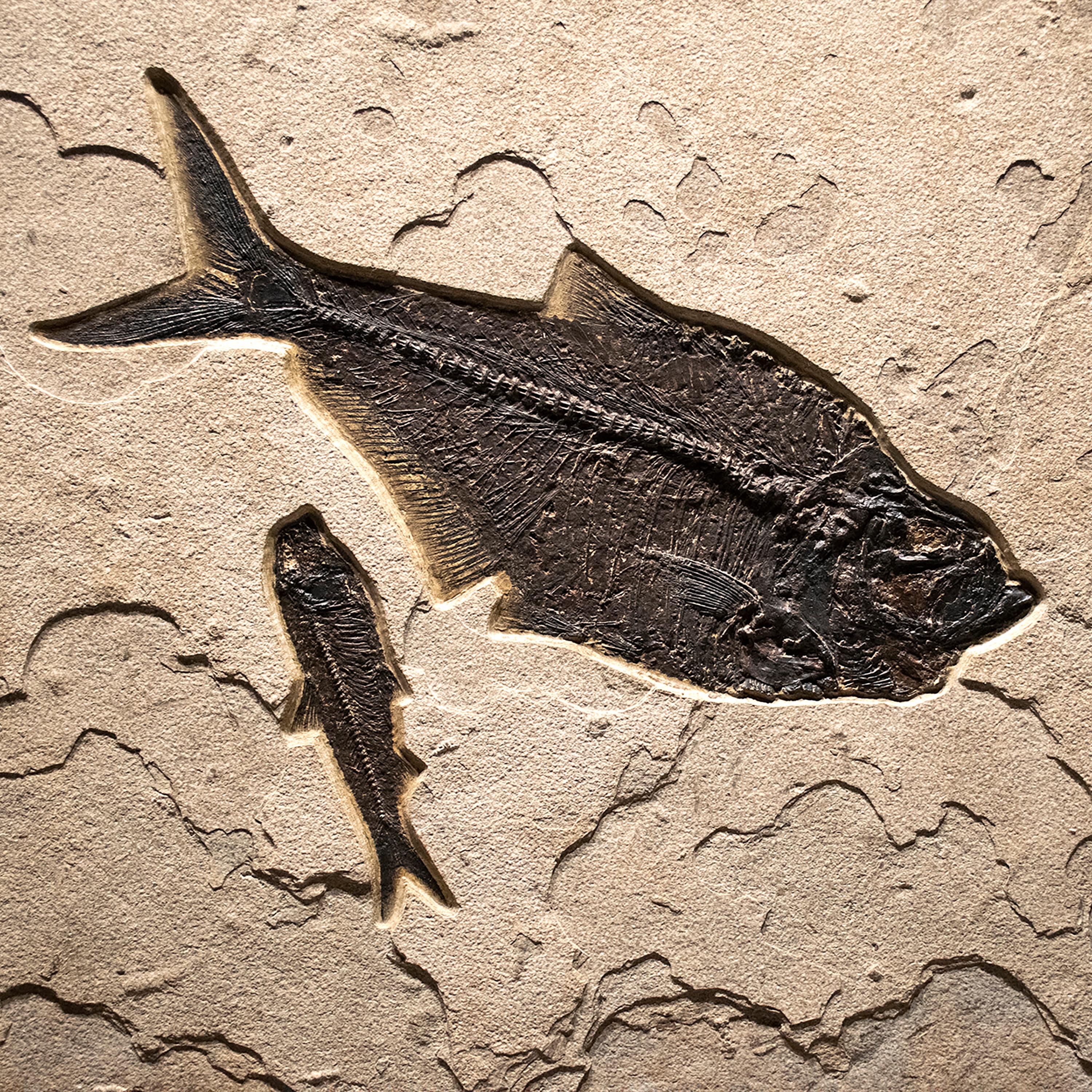 fossil mural
