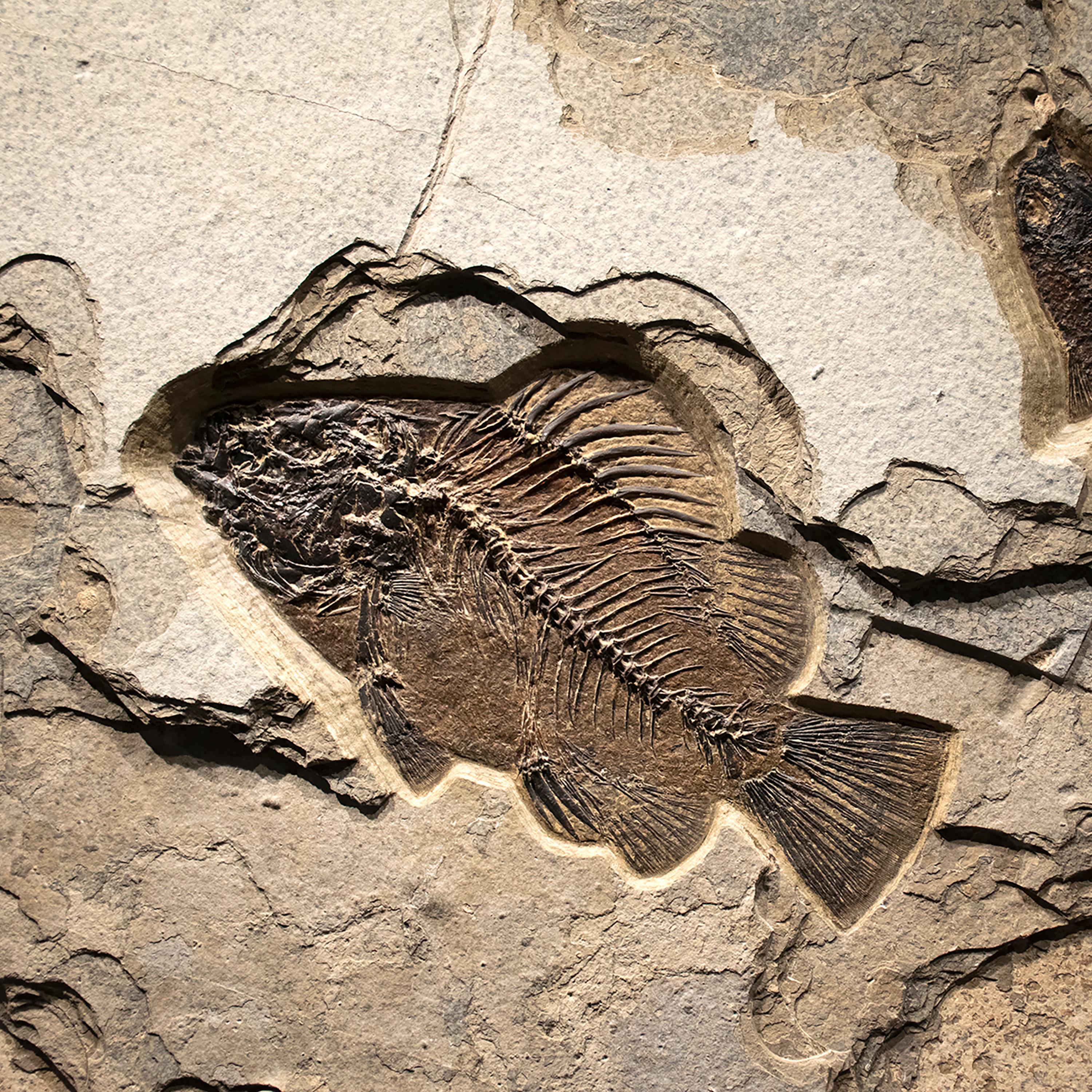 American 50 Million Year Old Eocene Era Fossil Fish Mural in Stone, from Wyoming