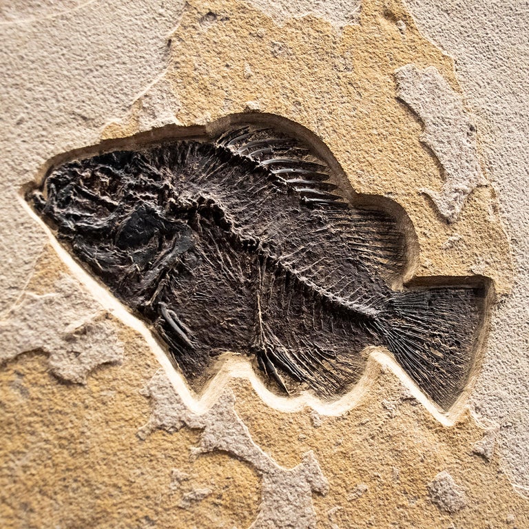 50 Million Year Old Eocene Era Fossil Fish Mural in Stone, from Wyoming