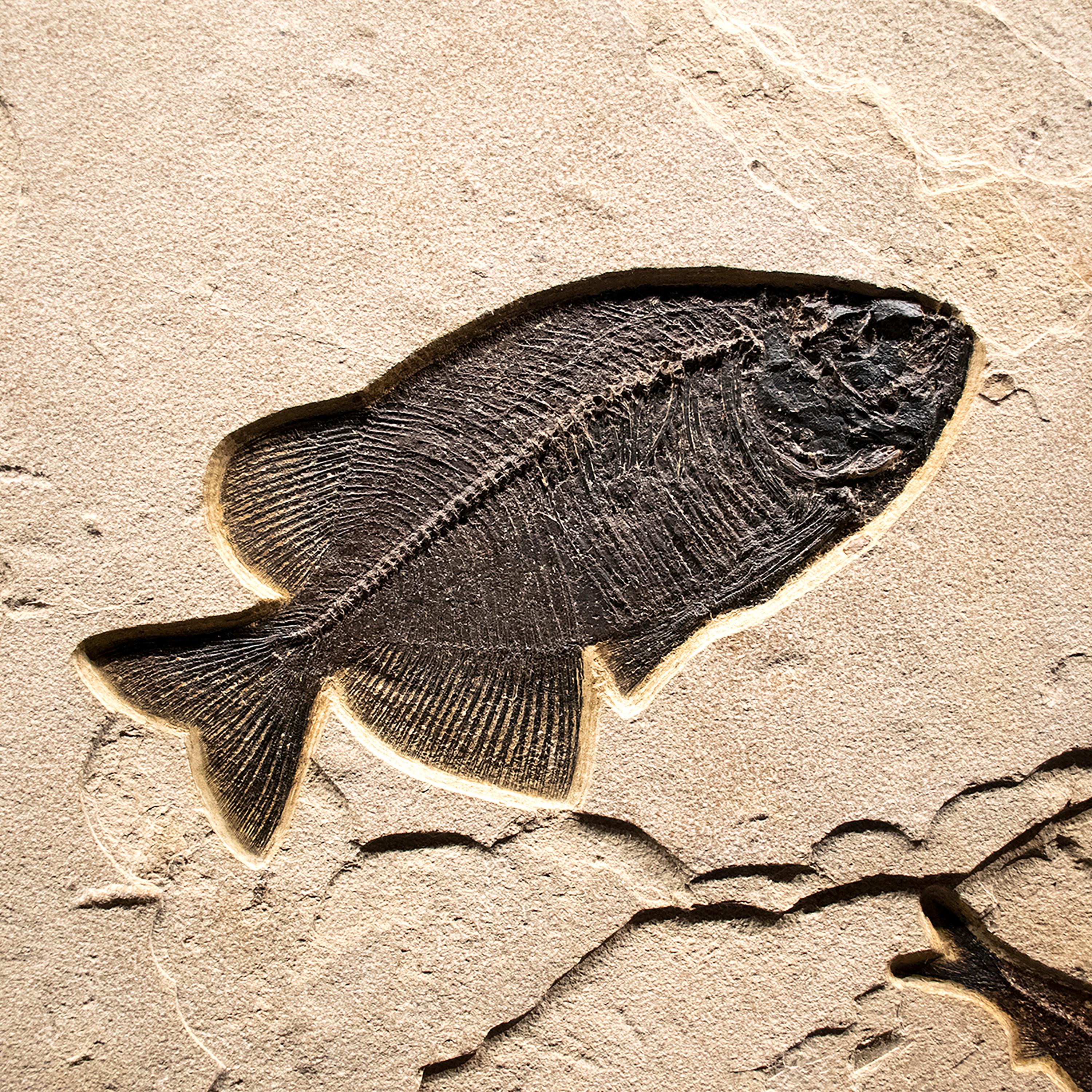 fossil wall art