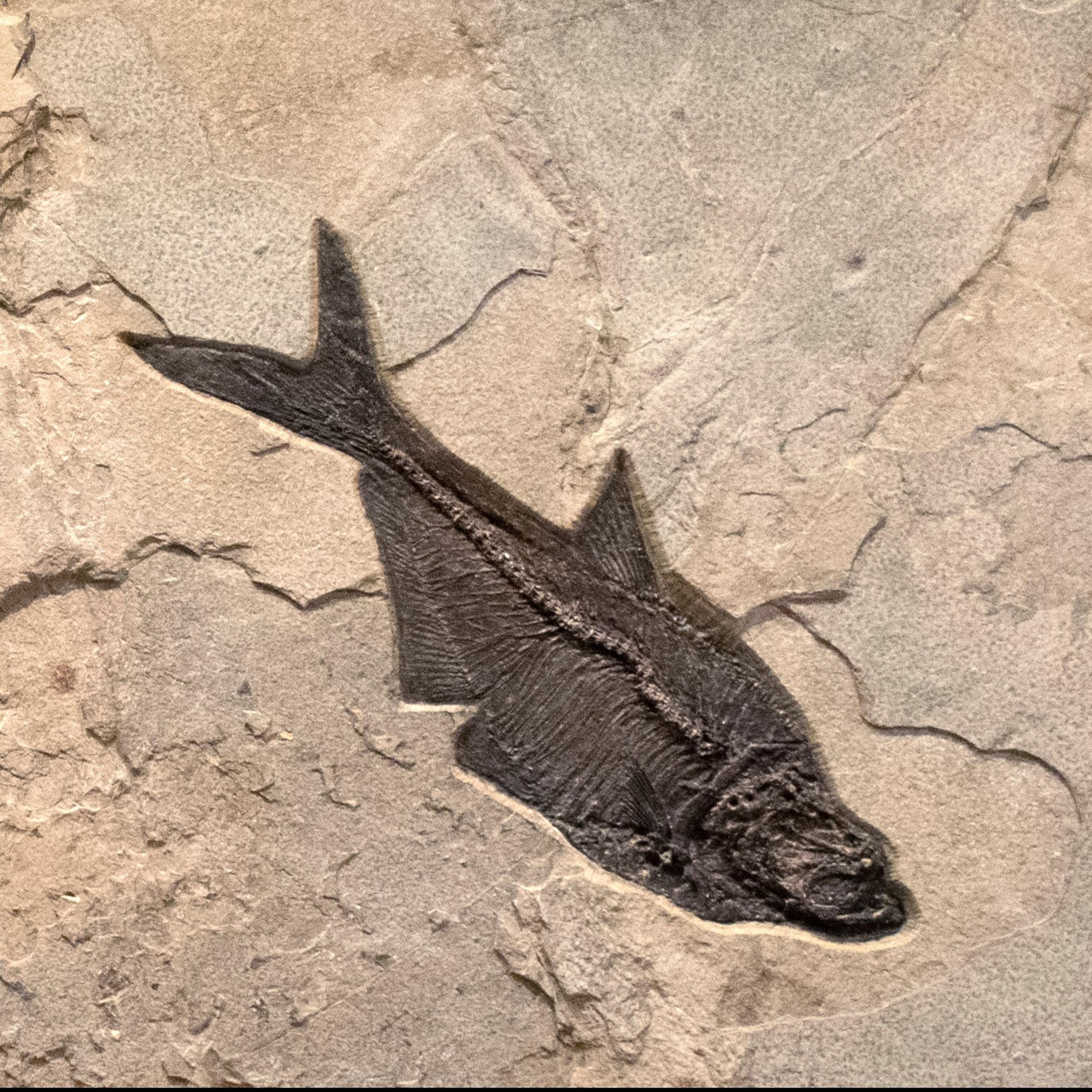 American 50 Million Year Old Eocene Era Fossil Fish Mural in Stone, from Wyoming