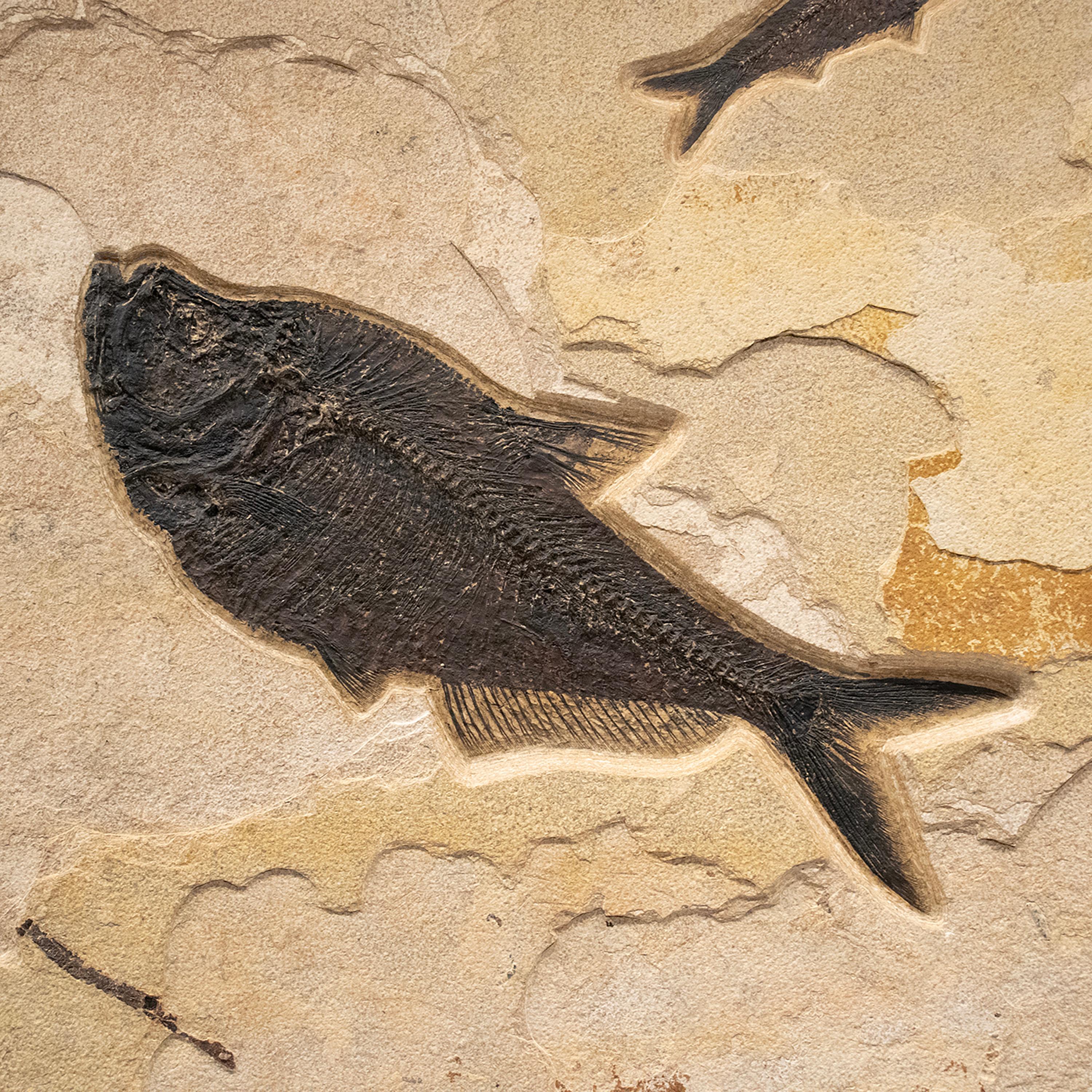 American 50 Million Year Old Fossil Fish Mural from the Green River Formation, Wyoming
