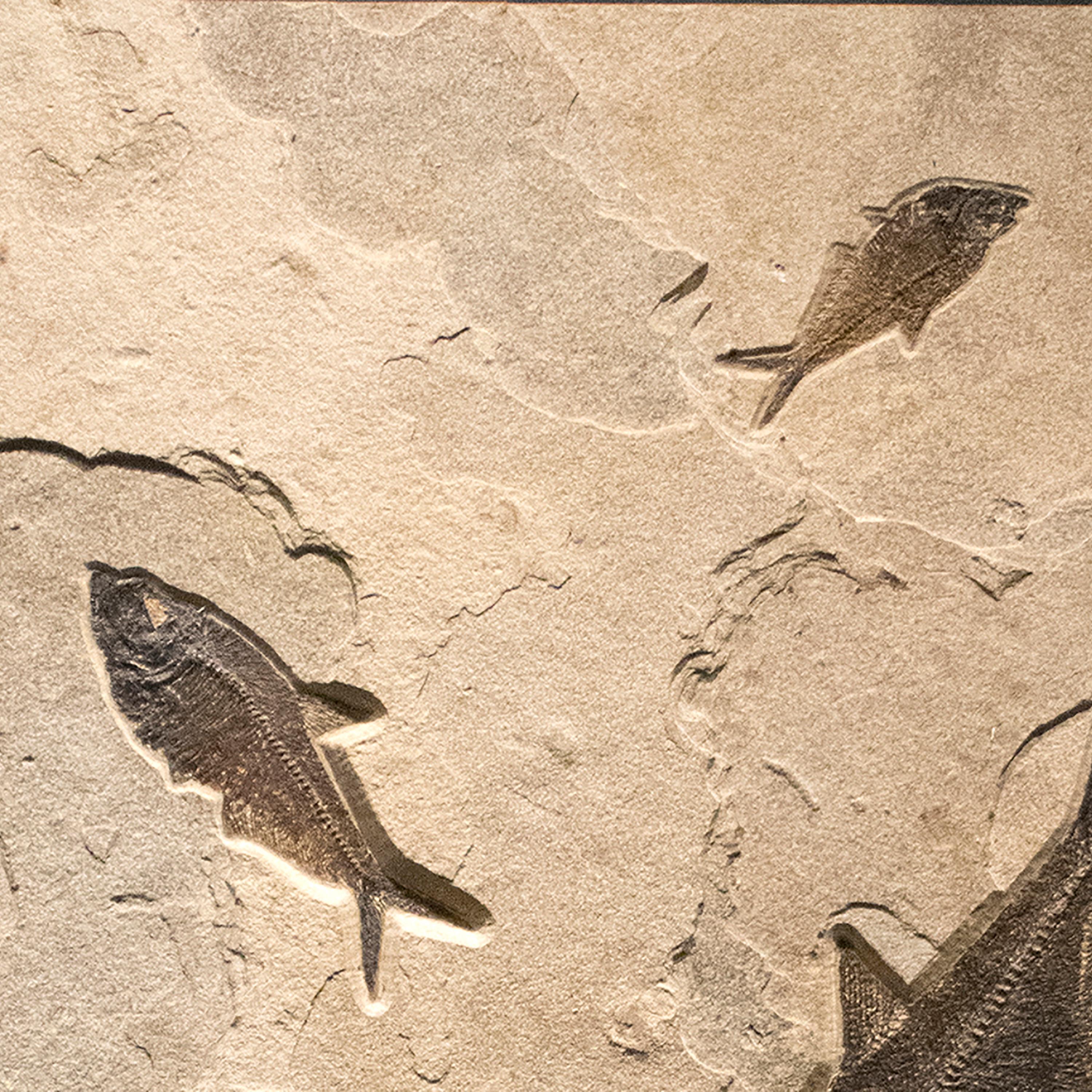 50 Million Year Old Eocene Era Fossil Fish Mural in Stone, from Wyoming In New Condition In Logan, UT