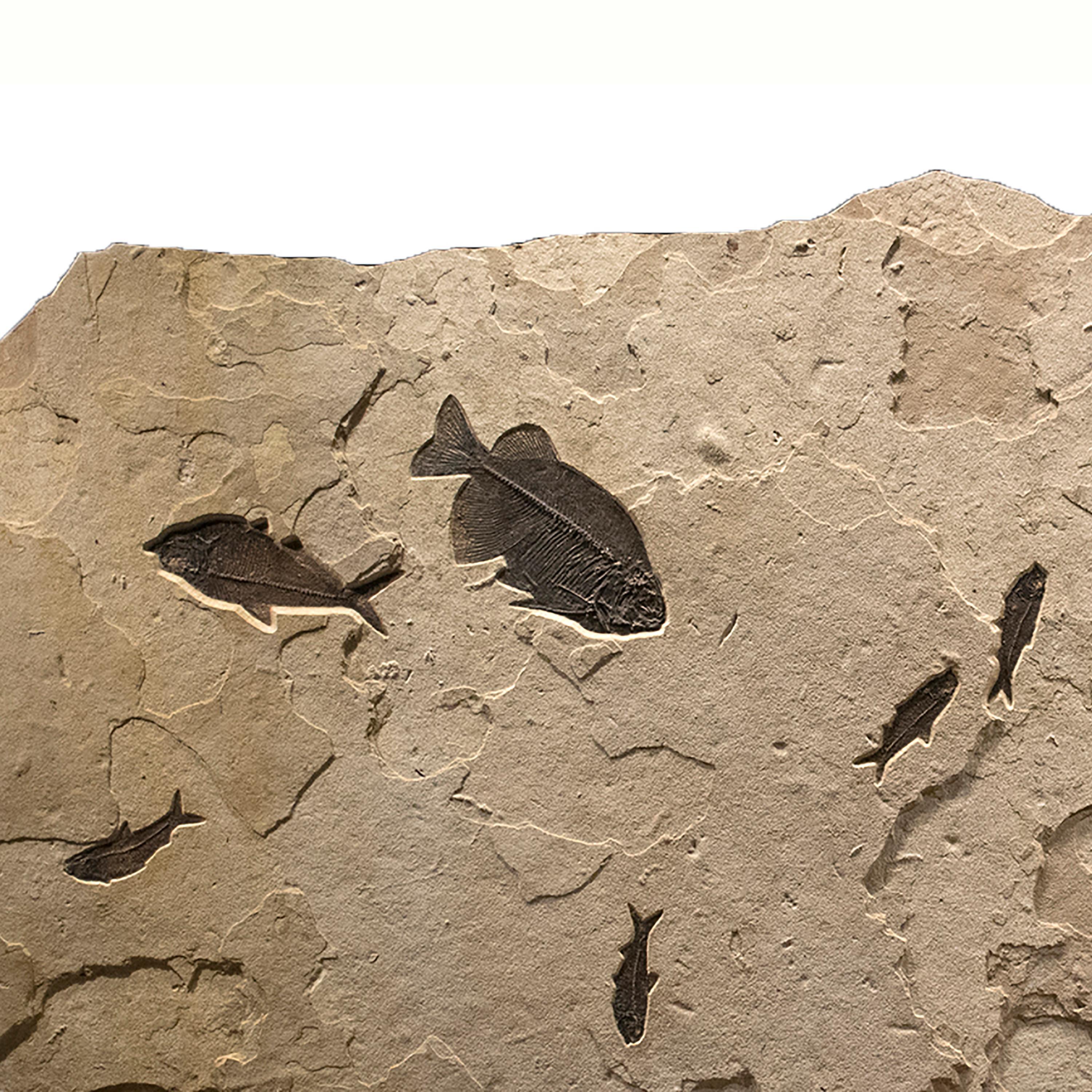 50 Million Year Old Eocene Era Fossil Fish Mural in Stone, from Wyoming In New Condition In Logan, UT