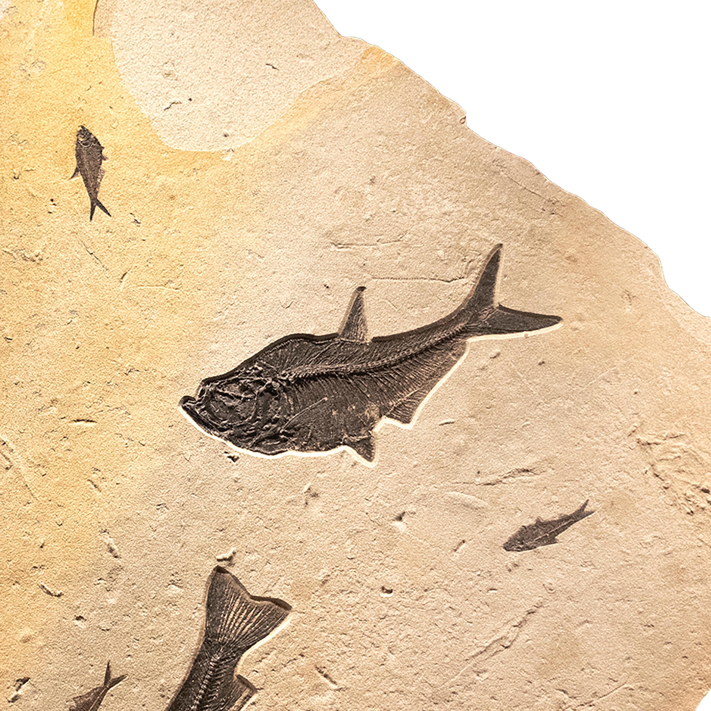 50 Million Year Old Eocene Era Fossil Fish Mural in Stone, from Wyoming In New Condition In Logan, UT