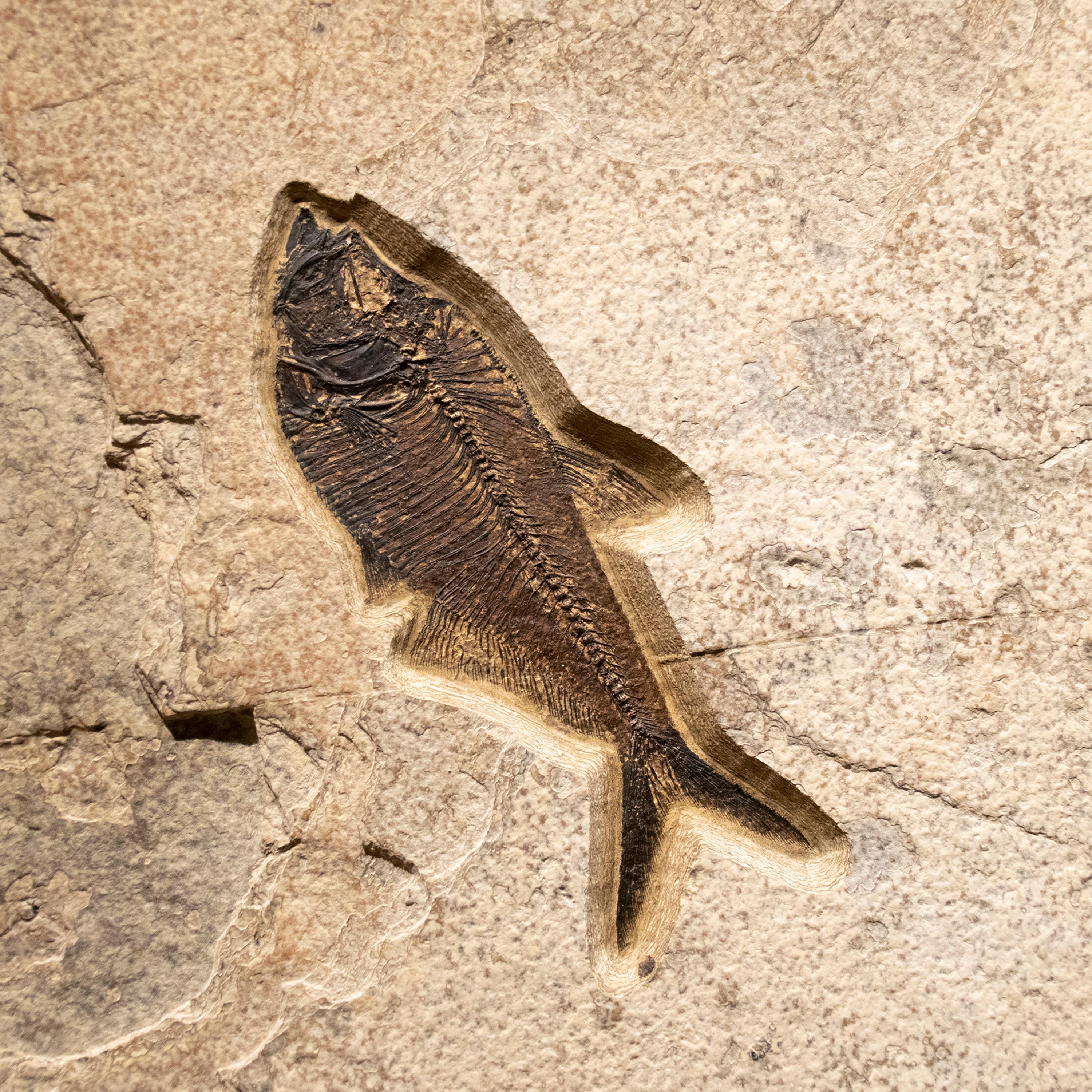 50 Million Year Old Eocene Era Fossil Fish Mural in Stone, from Wyoming In New Condition In Logan, UT