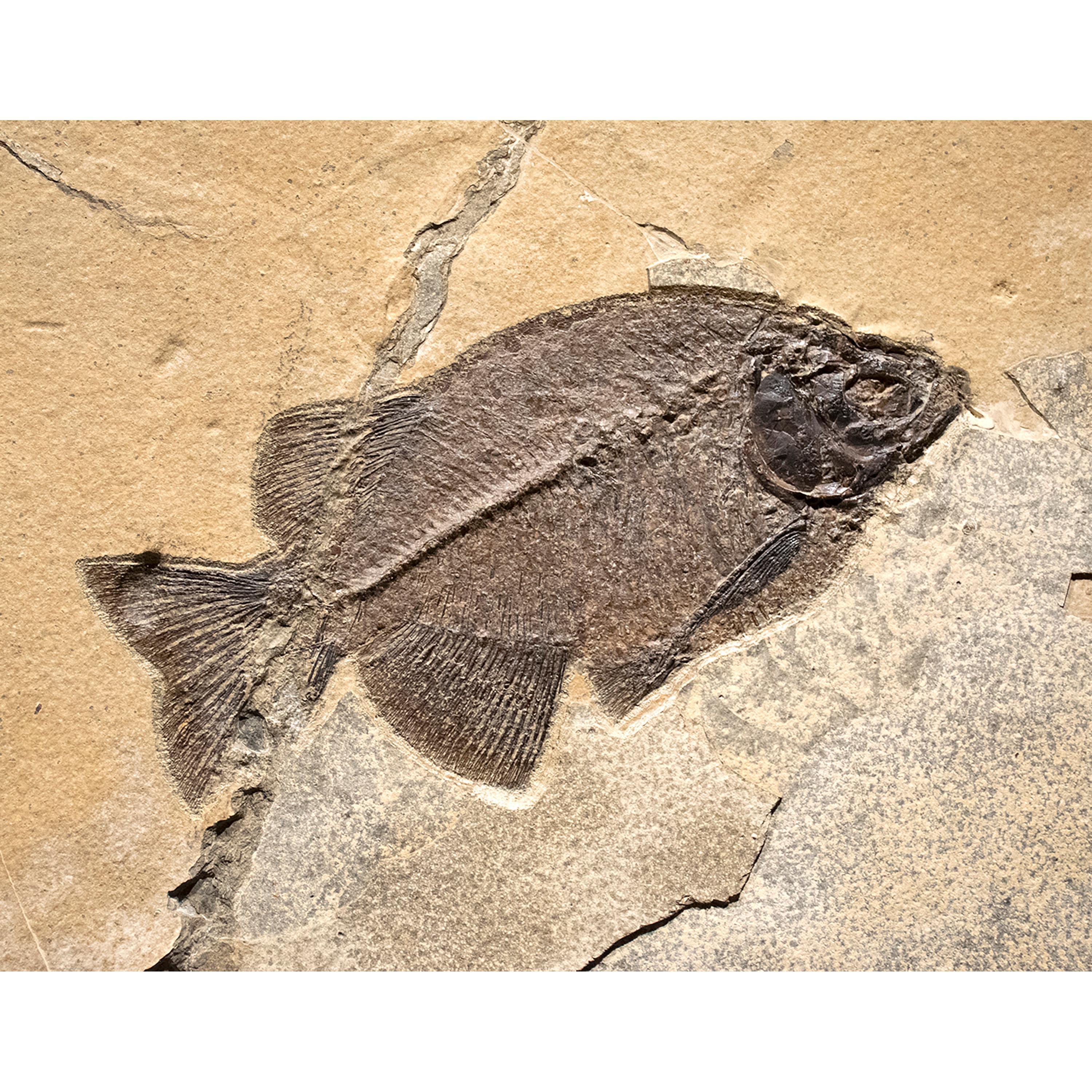 50 Million Year Old Eocene Era Fossil Fish Mural in Stone, from Wyoming In New Condition In Logan, UT