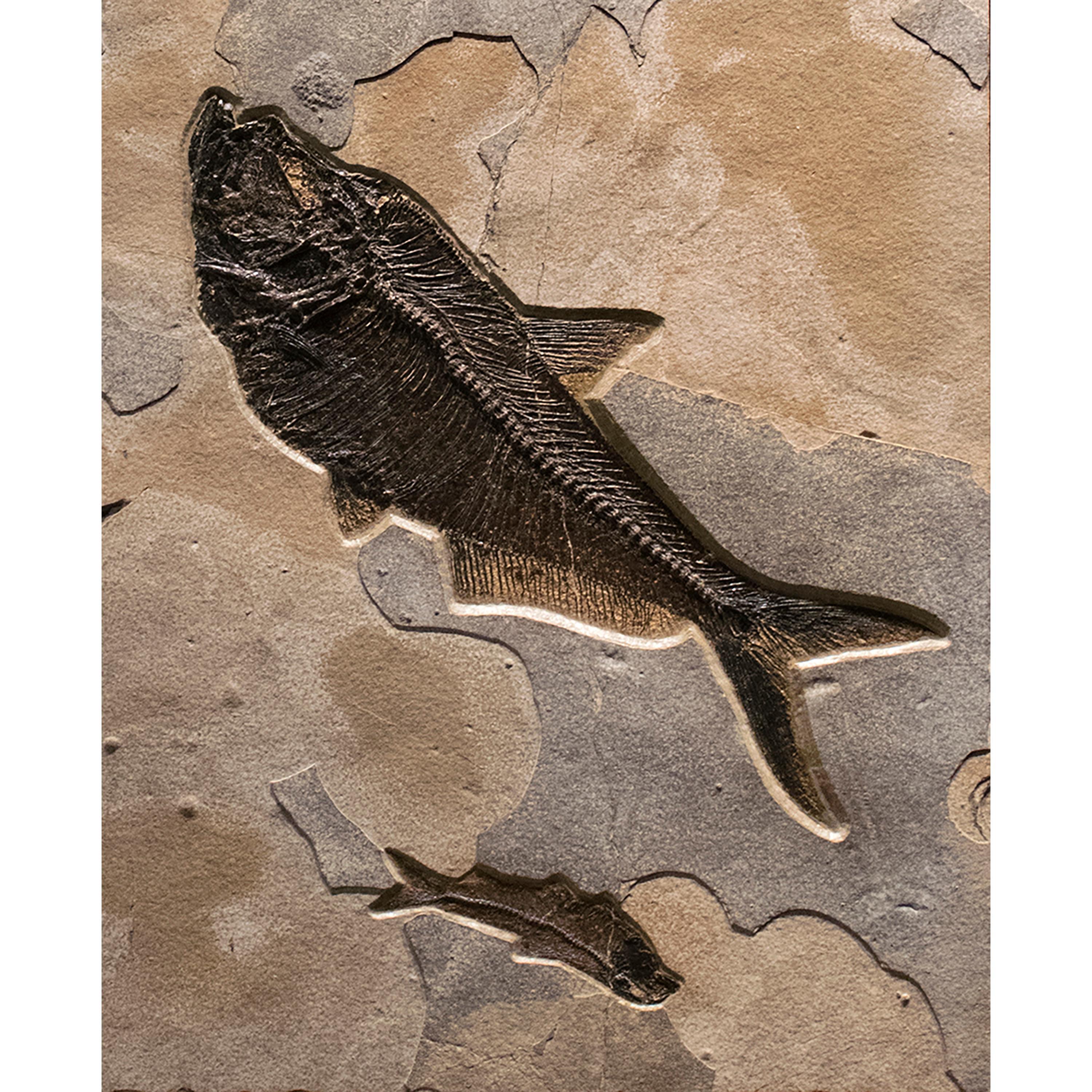 fossil mural