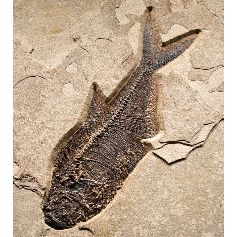 50 Million Year Old Eocene Era Fossil Fish Mural in Stone, from Wyoming In New Condition For Sale In Logan, UT