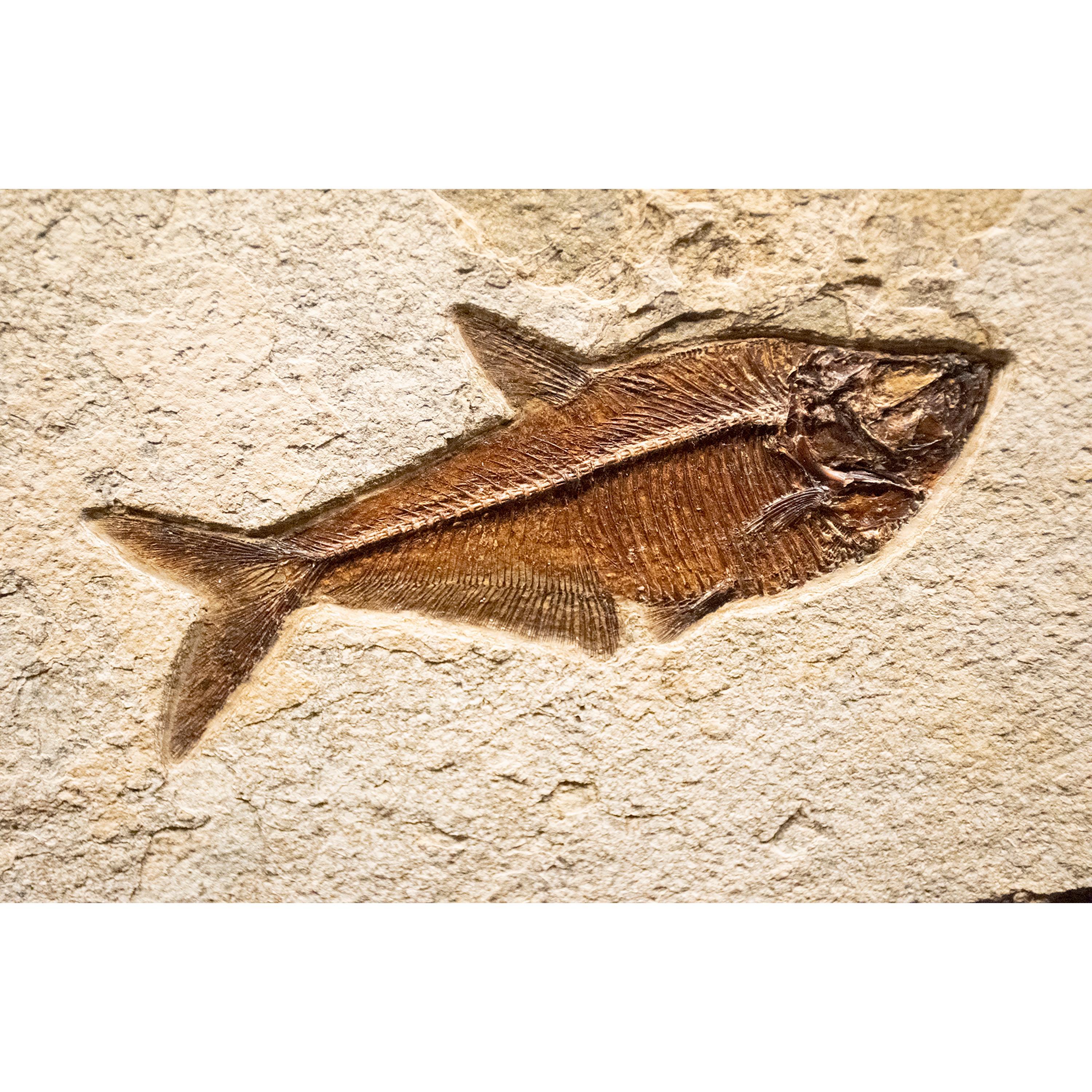 50 Million Year Old Eocene Era Fossil Fish Mural in Stone, from Wyoming In New Condition In Logan, UT