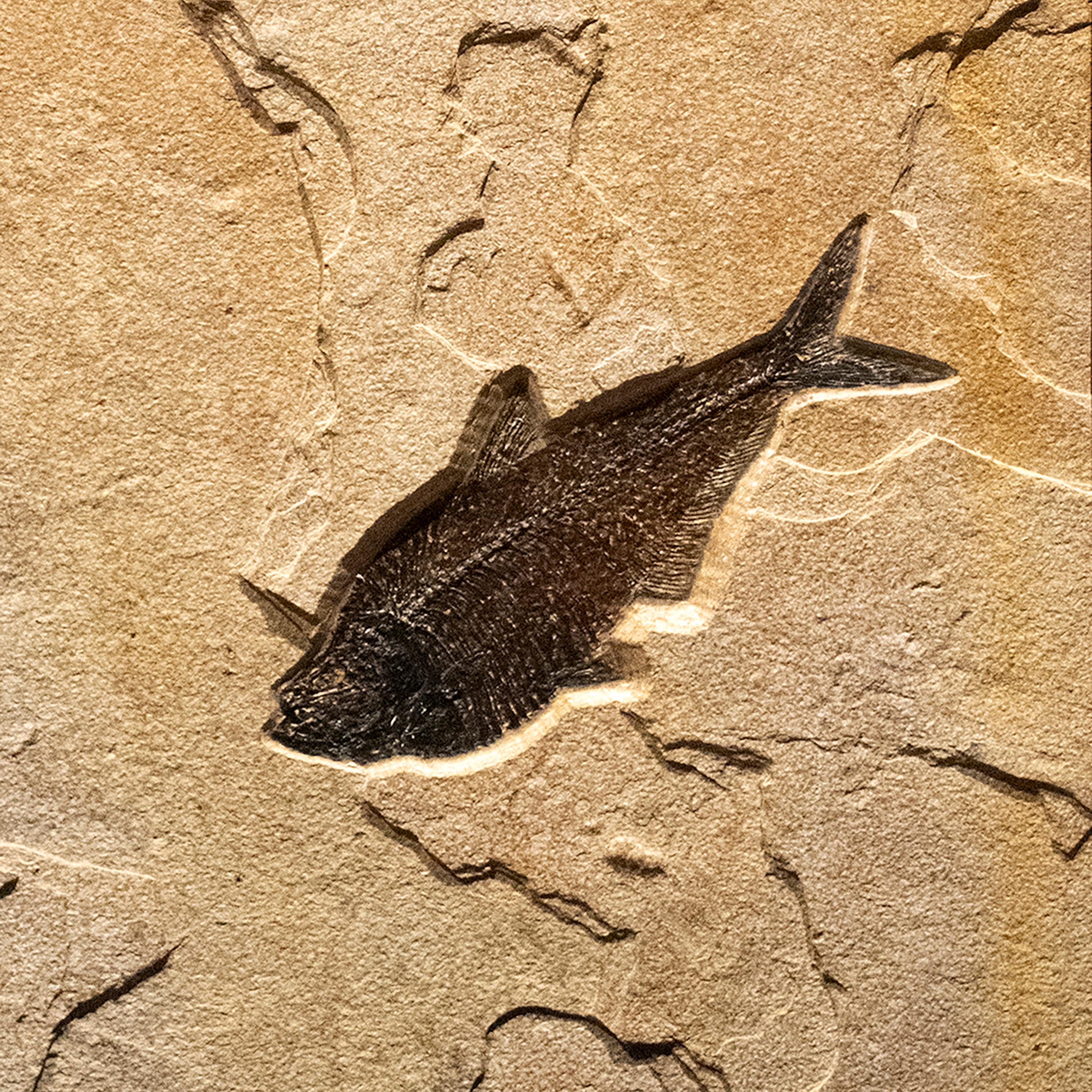 50 Million Year Old Eocene Era Fossil Fish Mural in Stone, from Wyoming In New Condition In Logan, UT