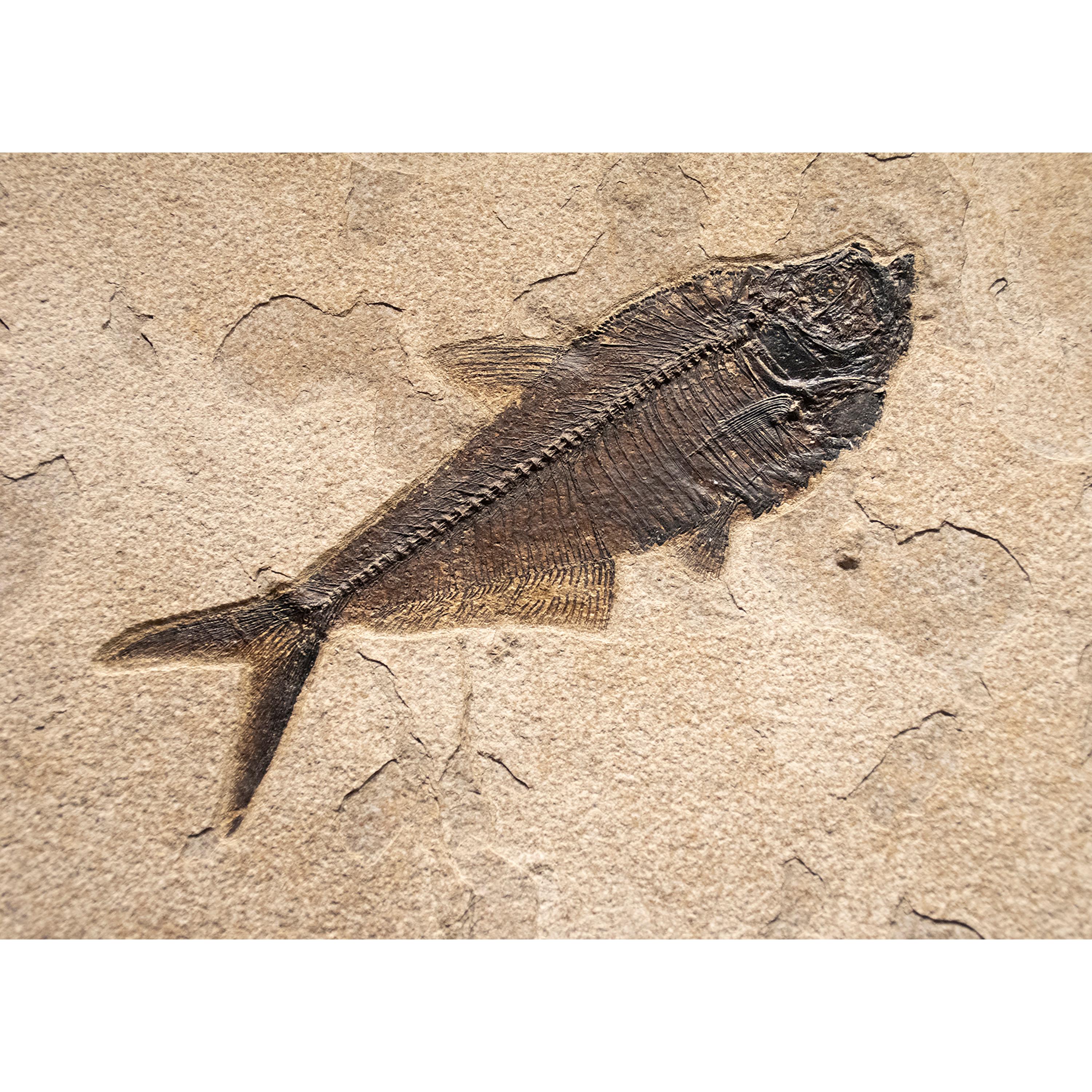 American 50 Million Year Old Eocene Era Fossil Fish Mural in Stone, from Wyoming