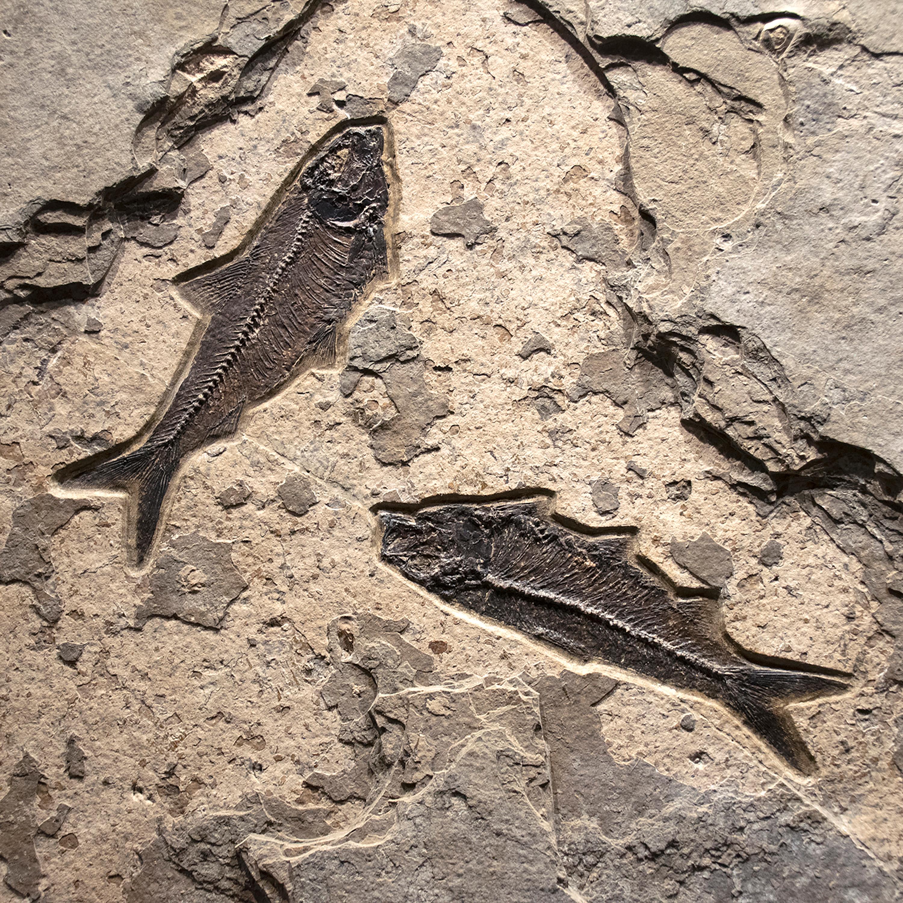 50 Million Year Old Eocene Era Fossil Fish Mural in Stone, from Wyoming In New Condition In Logan, UT