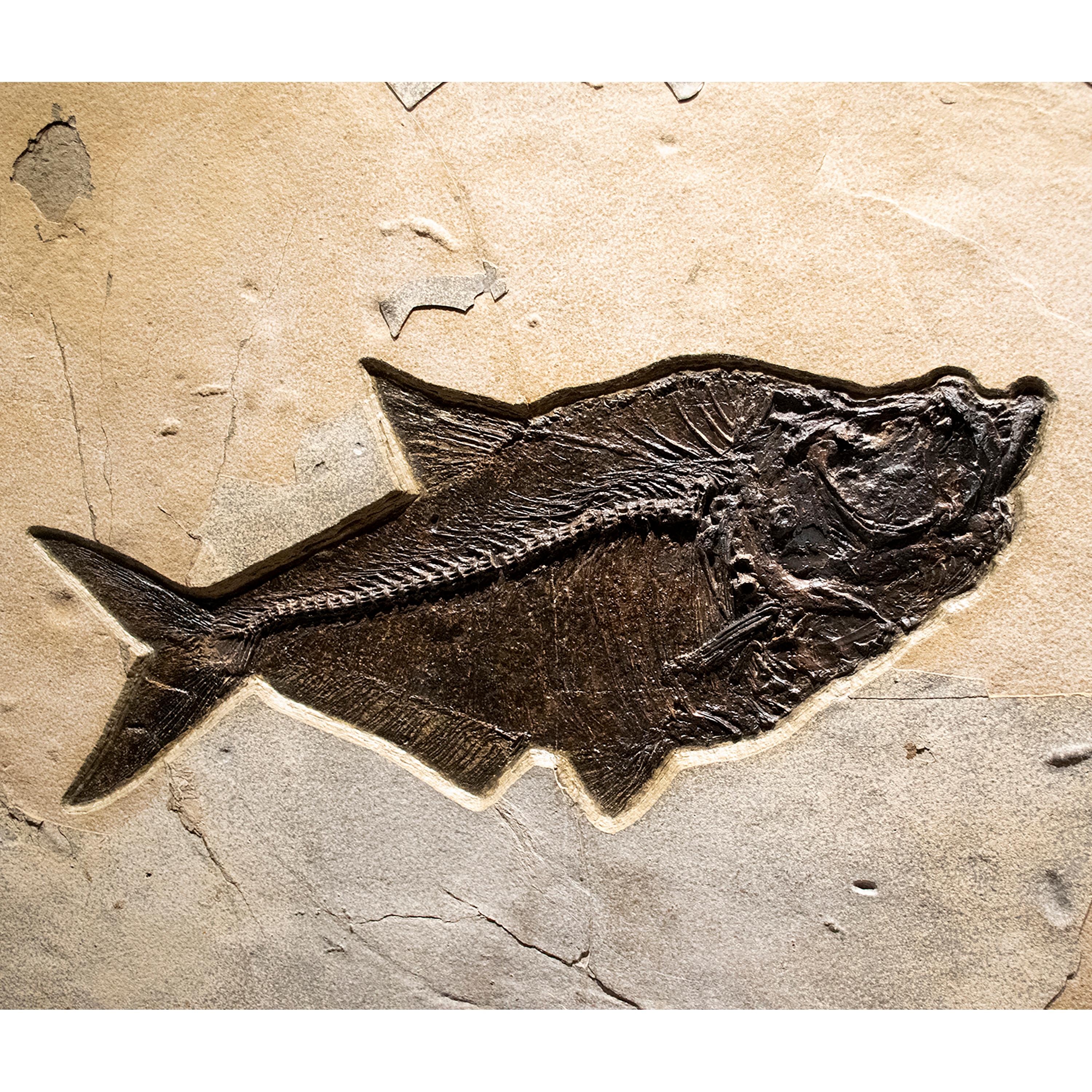 American 50 Million Year Old Eocene Era Fossil Fish Mural in Stone, from Wyoming