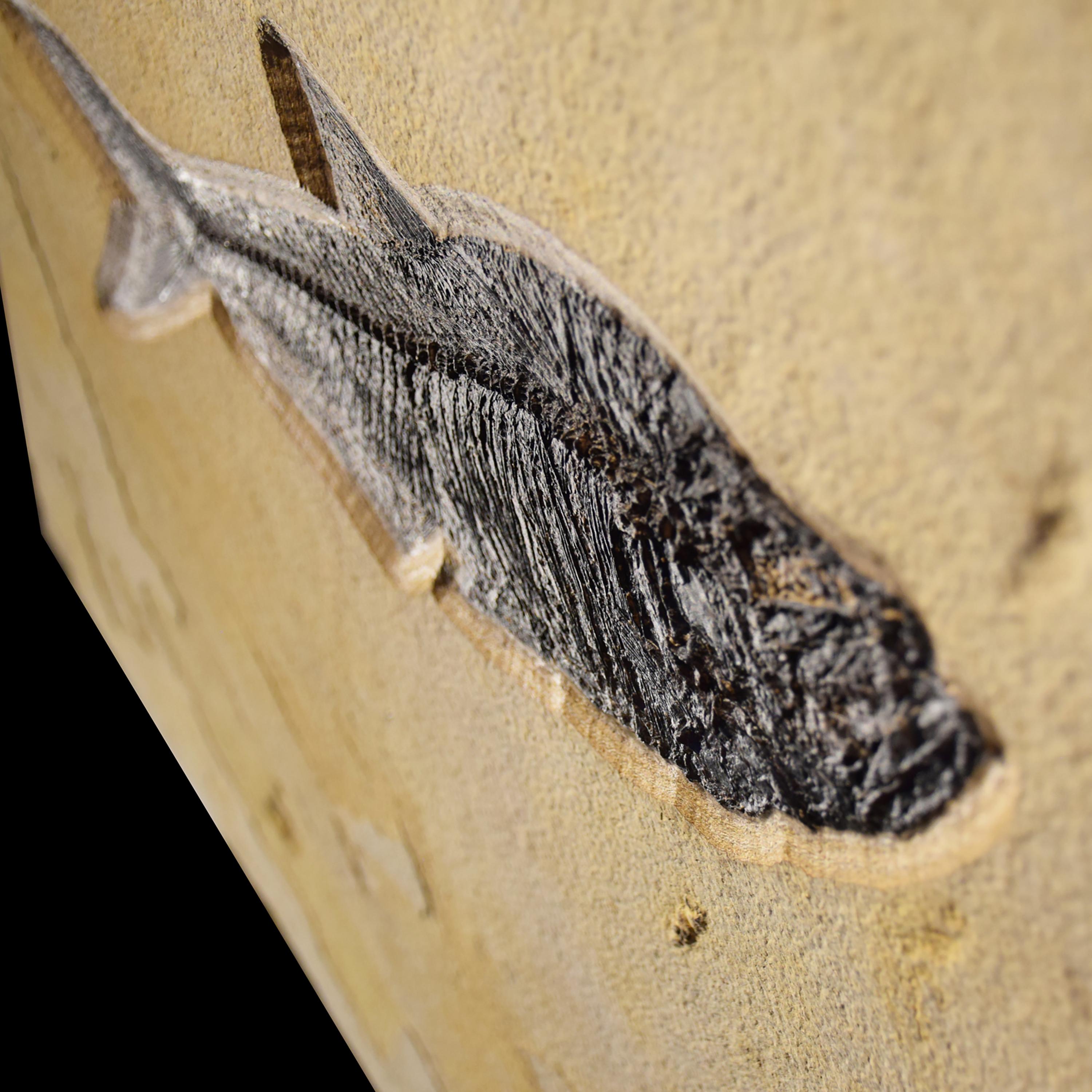 50 Million Year Old Eocene Era Fossil Fish Mural in Stone, from Wyoming In New Condition In Logan, UT