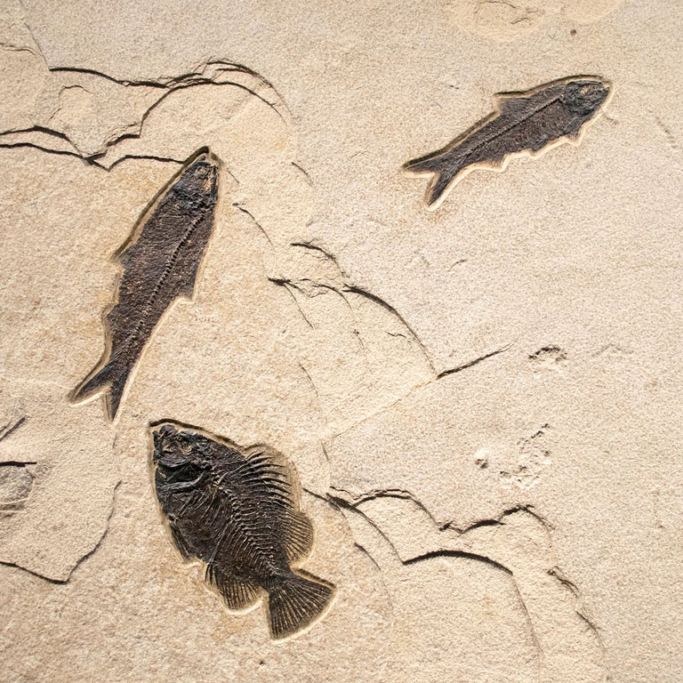 50 Million Year Old Eocene Era Fossil Fish Mural in Stone, from Wyoming In New Condition For Sale In Logan, UT