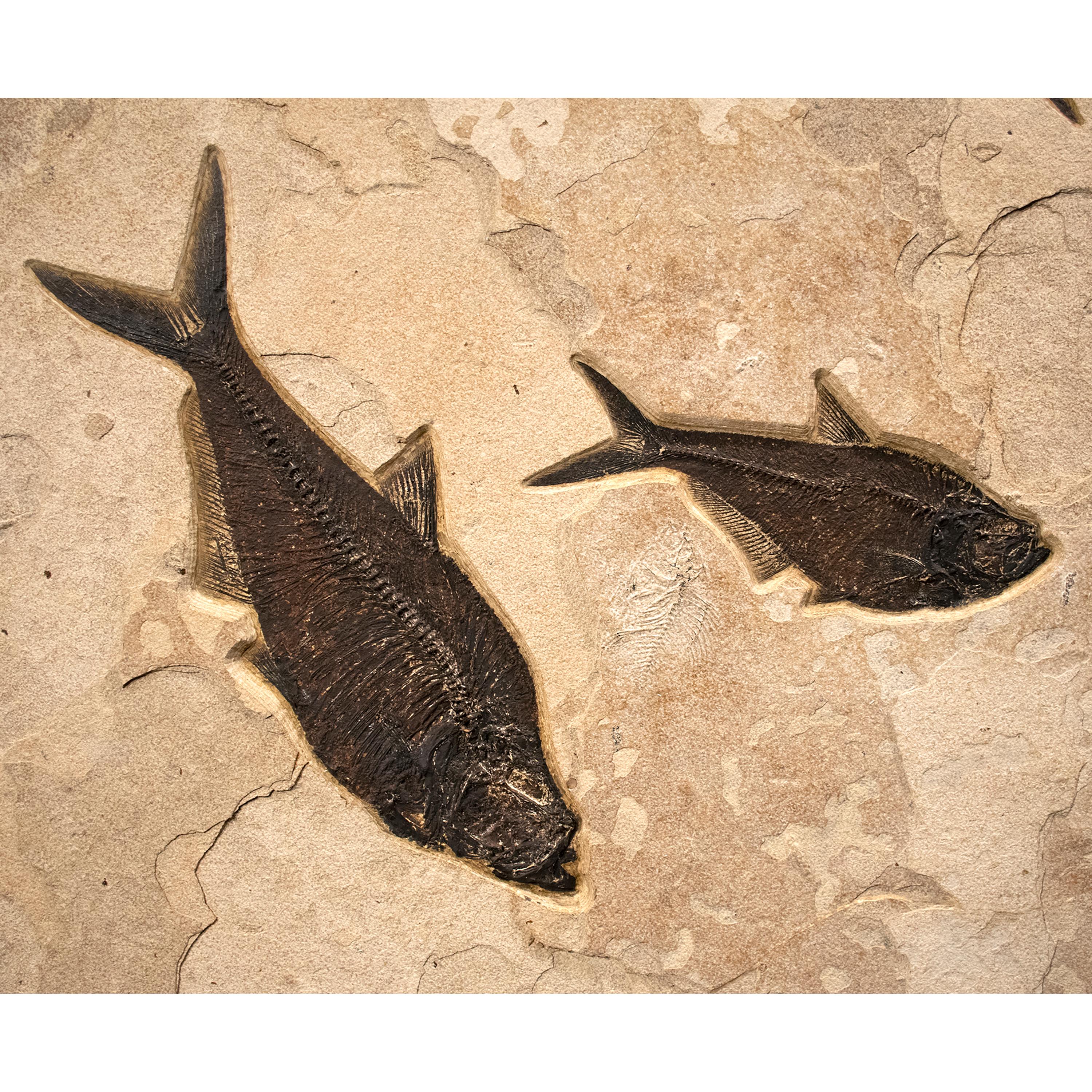 50 Million Year Old Eocene Era Fossil Fish Mural in Stone, from Wyoming In New Condition In Logan, UT