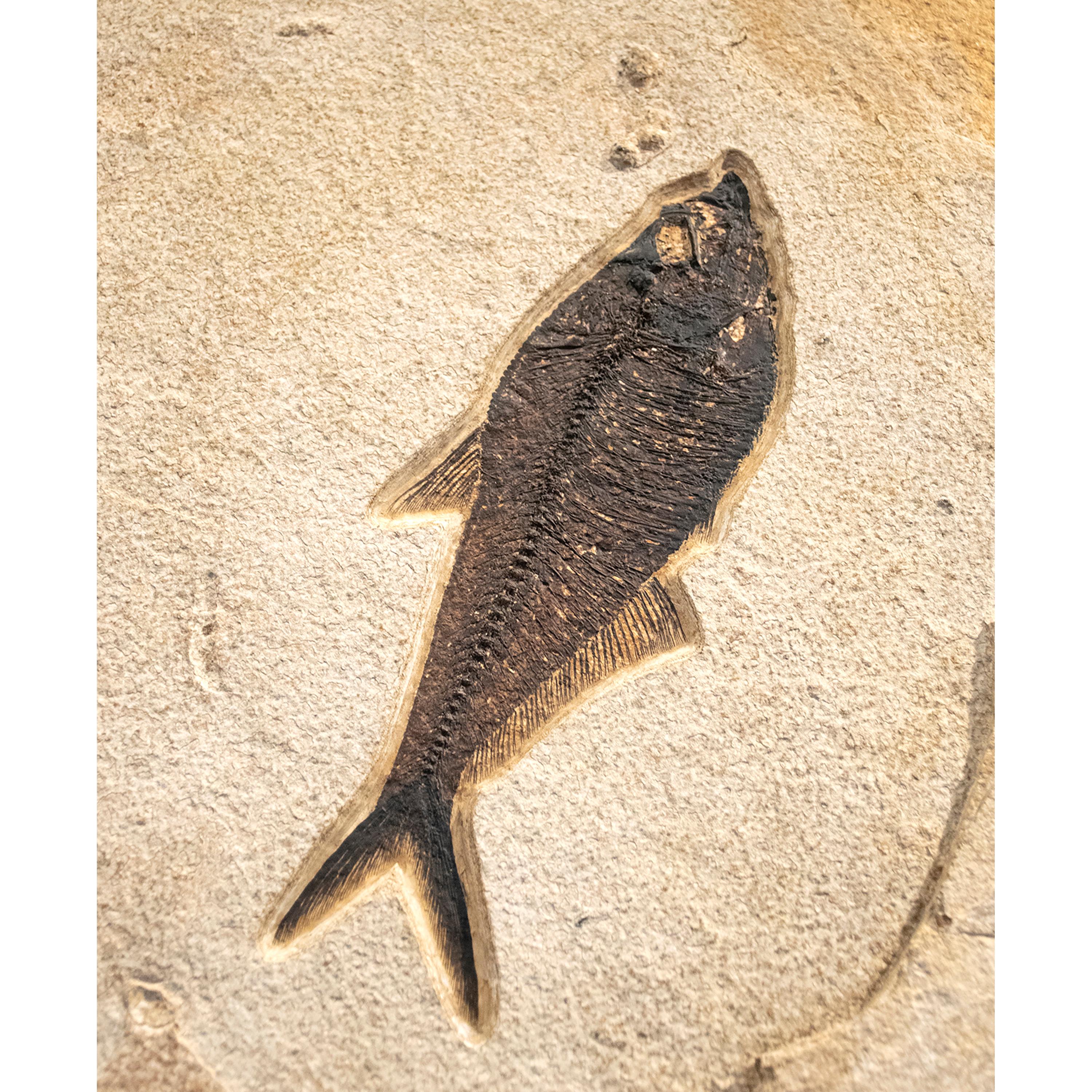 American 50 Million Year Old Fossil Fish Mural from the Green River Formation, Wyoming
