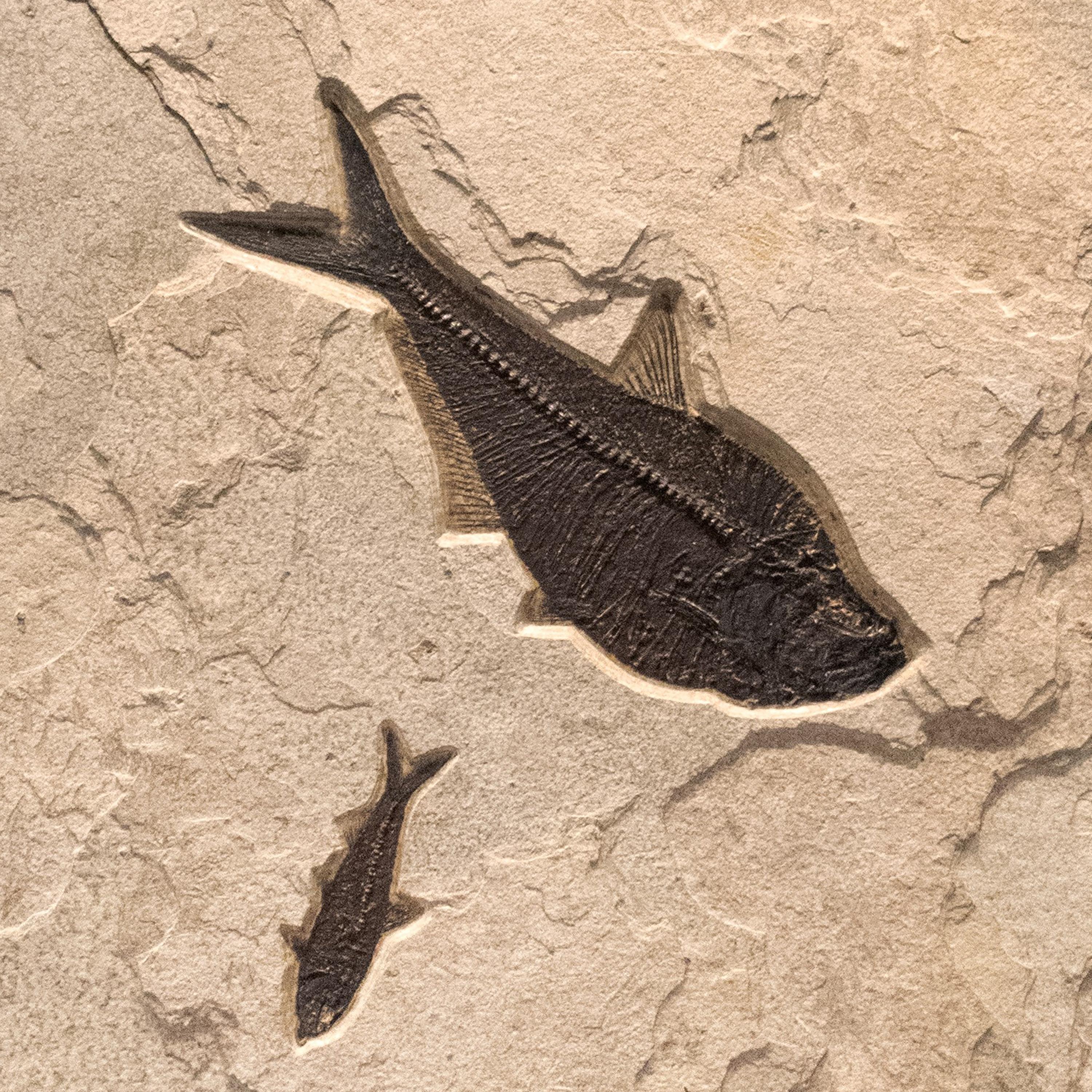 Peinture murale en pierre d'un poisson fossile de l'ère éocène vieux de 50 millions d'années, provenant du Wyoming Neuf - En vente à Logan, UT