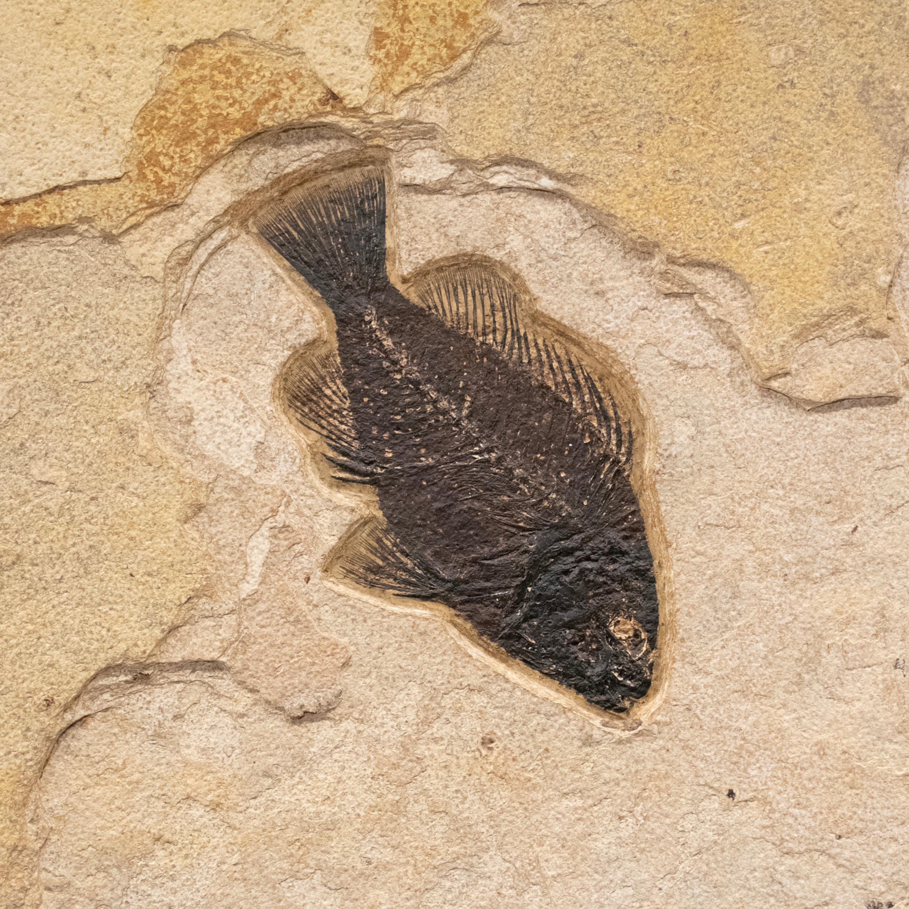 50 Million Year Old Fossil Fish Mural from the Green River Formation, Wyoming In New Condition In Logan, UT