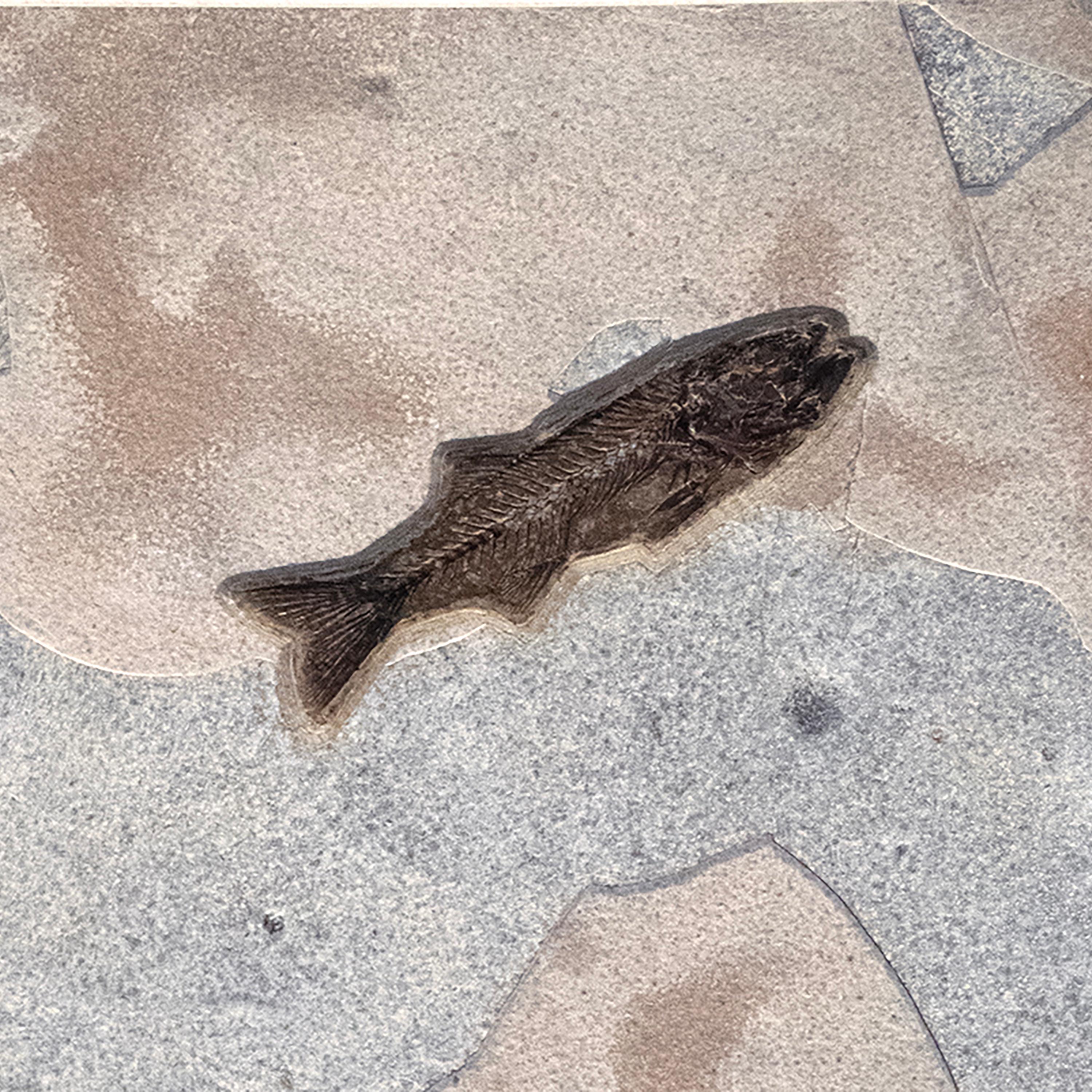 Mural de peces fósiles de 50 millones de años de la Formación Green River, Wyoming en Nuevo Estado en Logan, UT