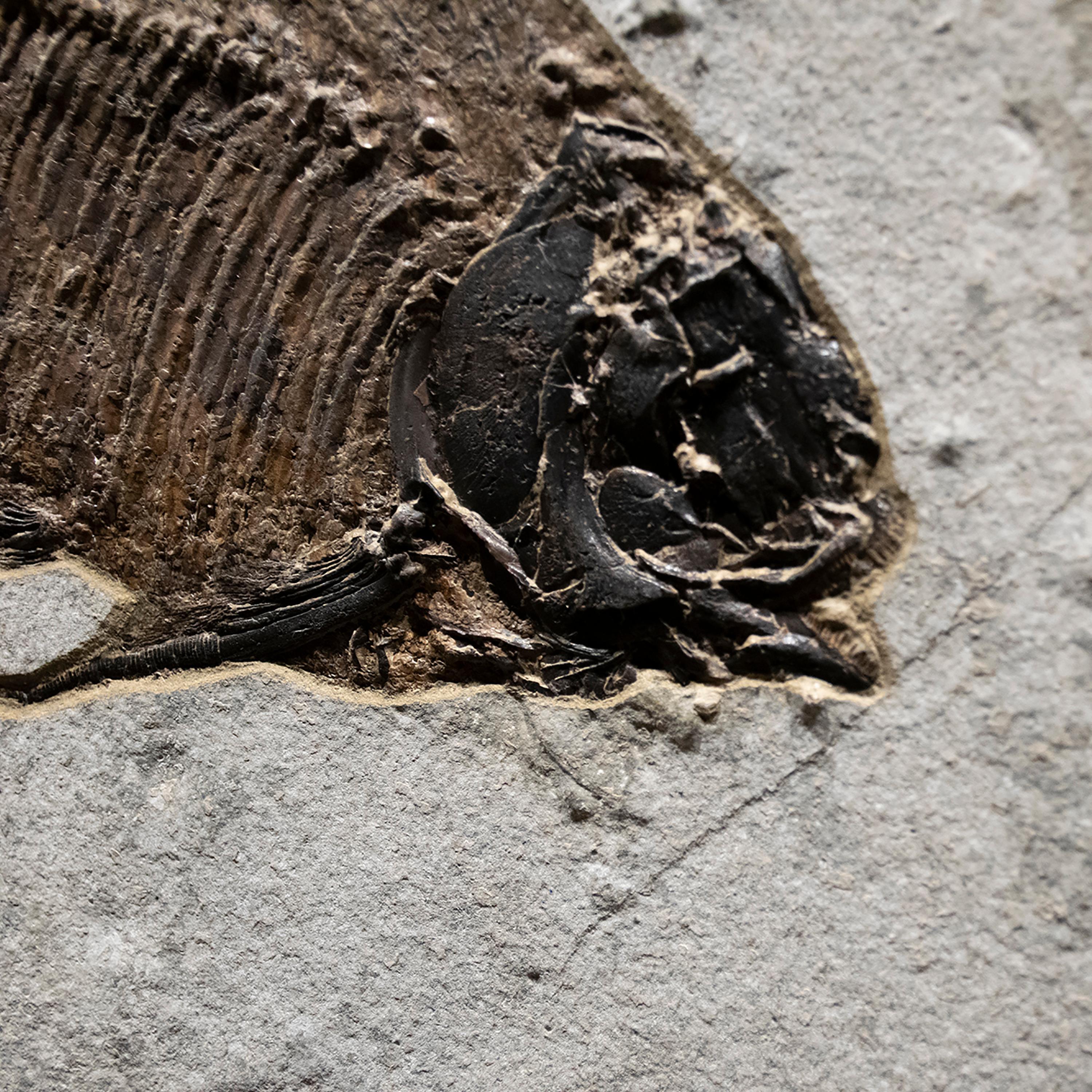 Contemporary 50 Million Year Old Eocene Era Fossil Fish Mural in Stone, from Wyoming